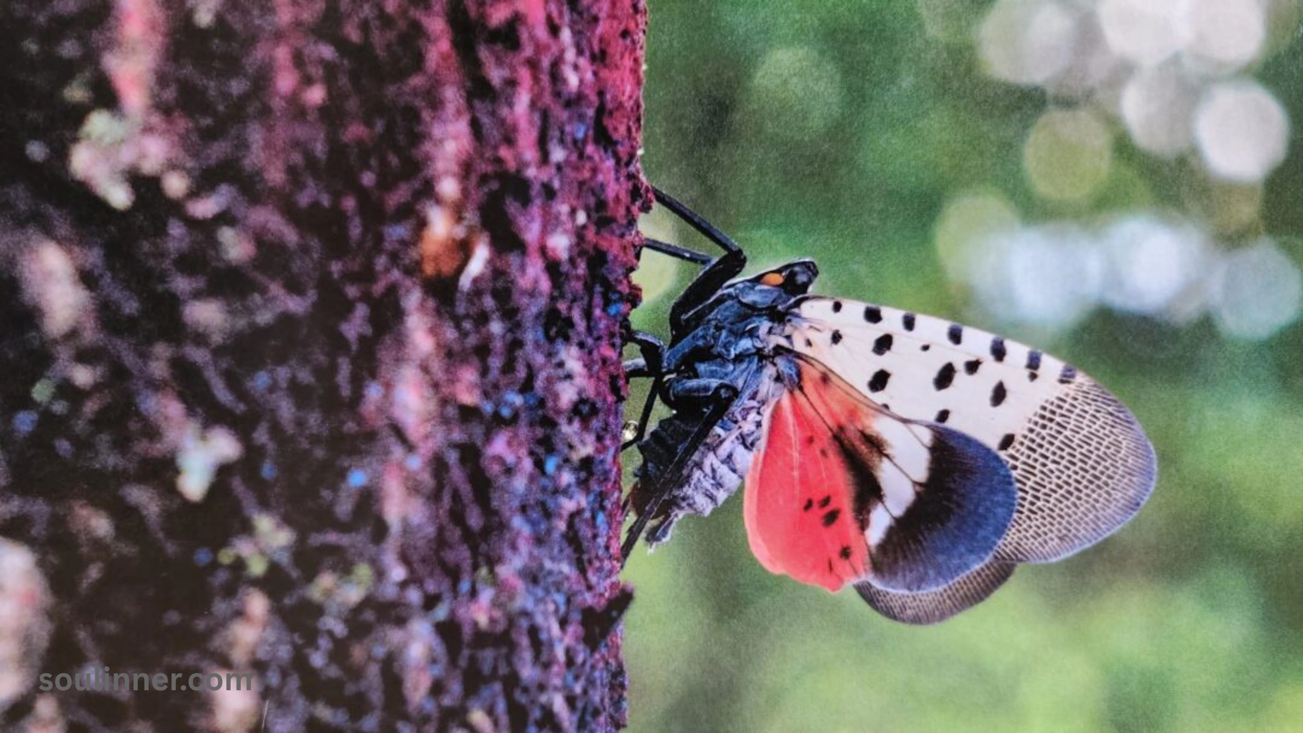 Spiritual Meaning of the Spotted Lanternfly