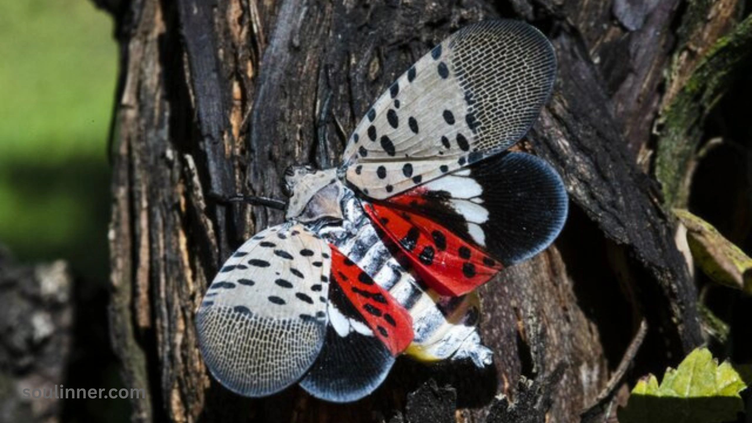 Spiritual Meaning of the Spotted Lanternfly