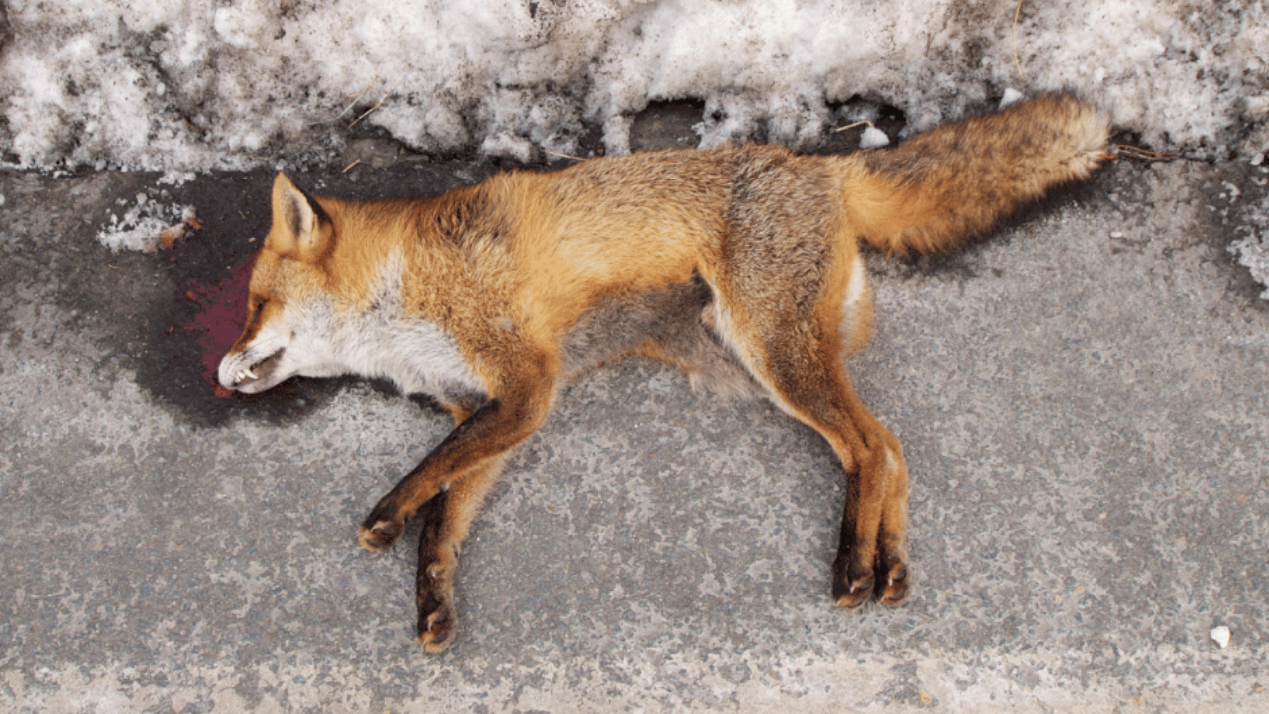 fox spiritual meaning