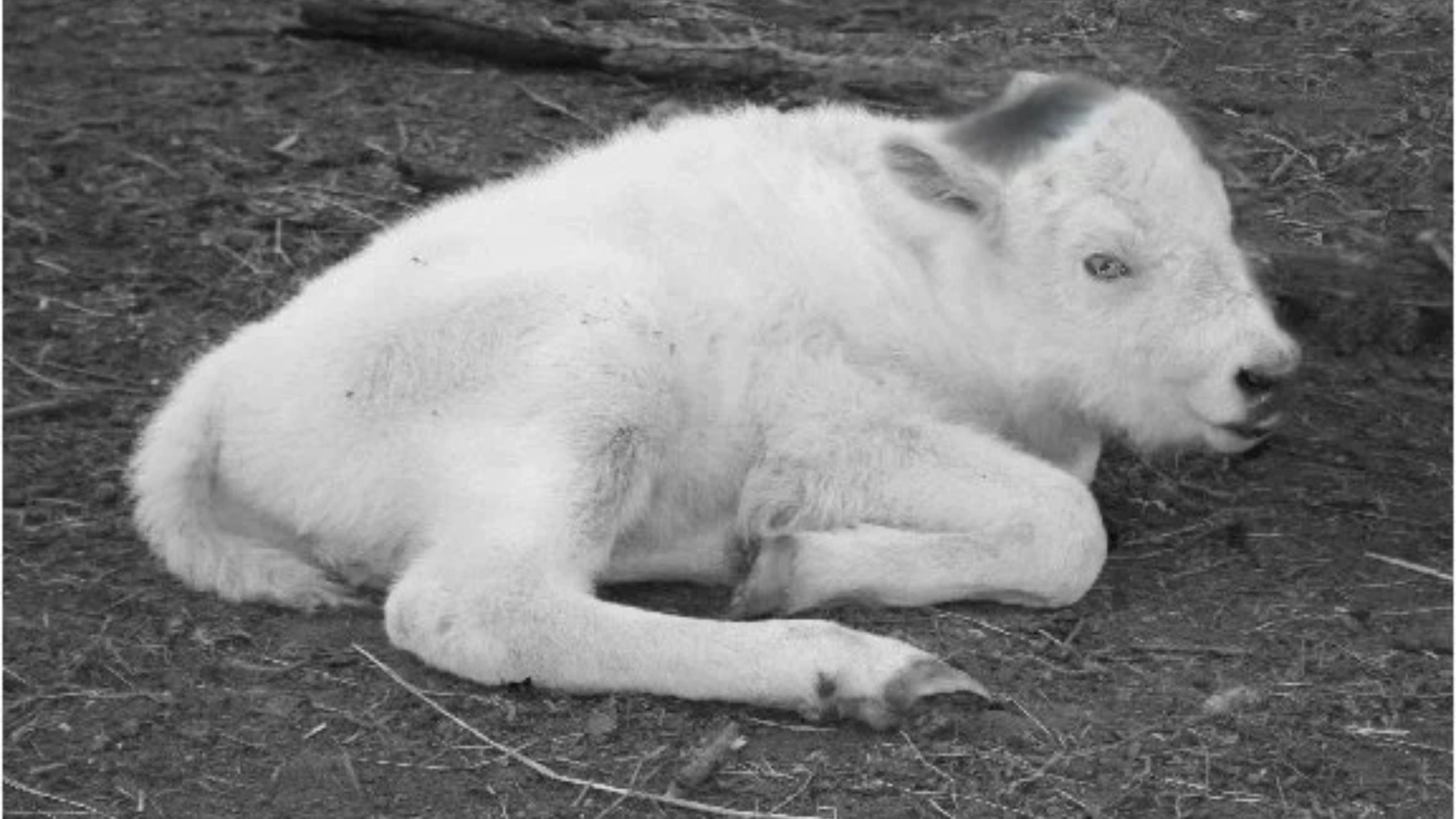 Symbols of Innocence