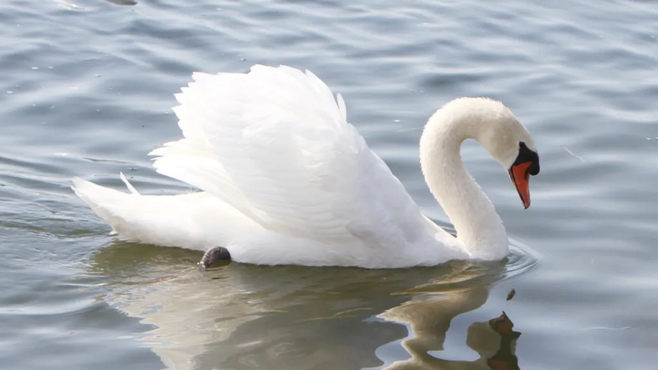 Symbols of Innocence