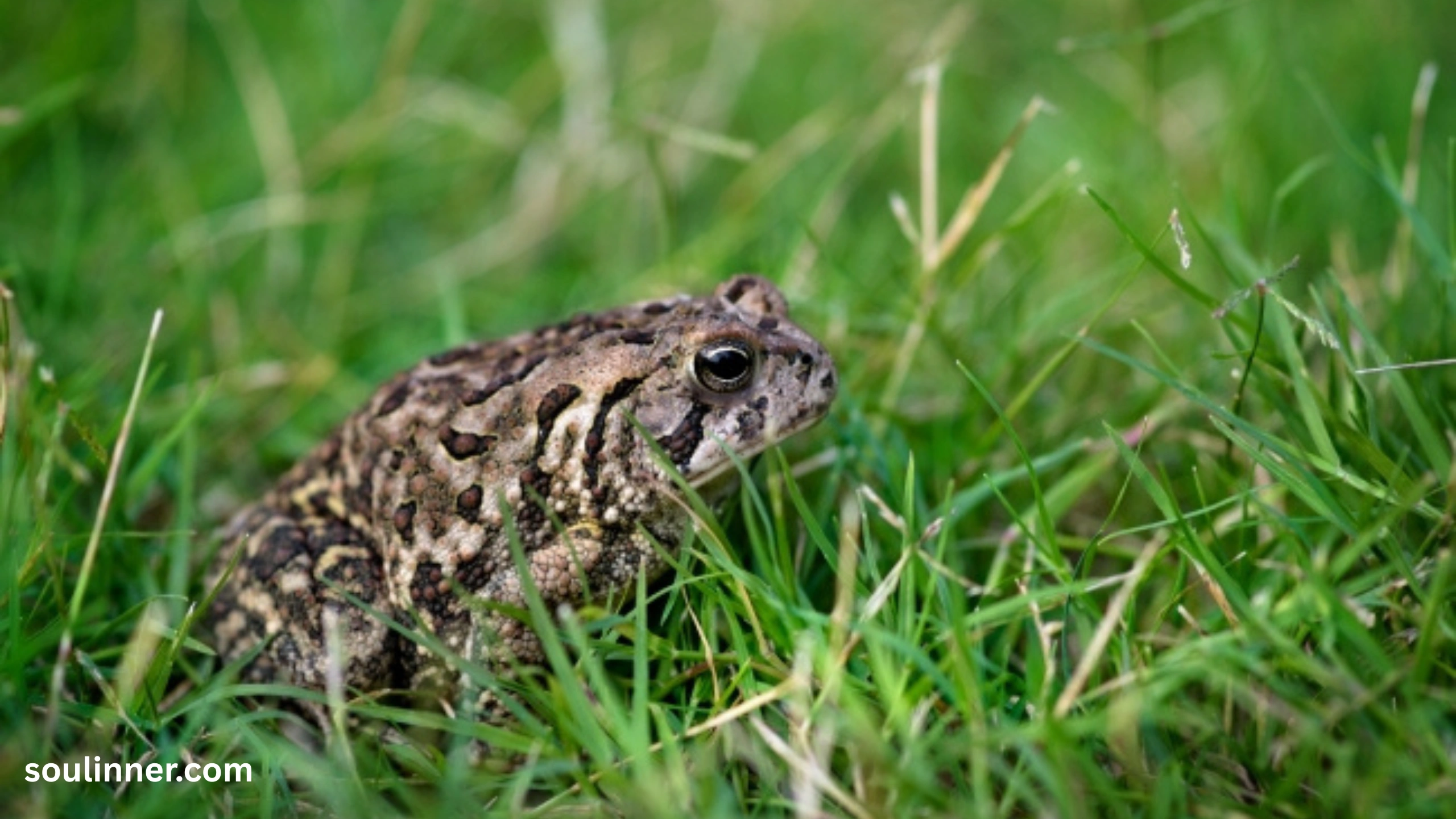 Toad Spiritual Meaning