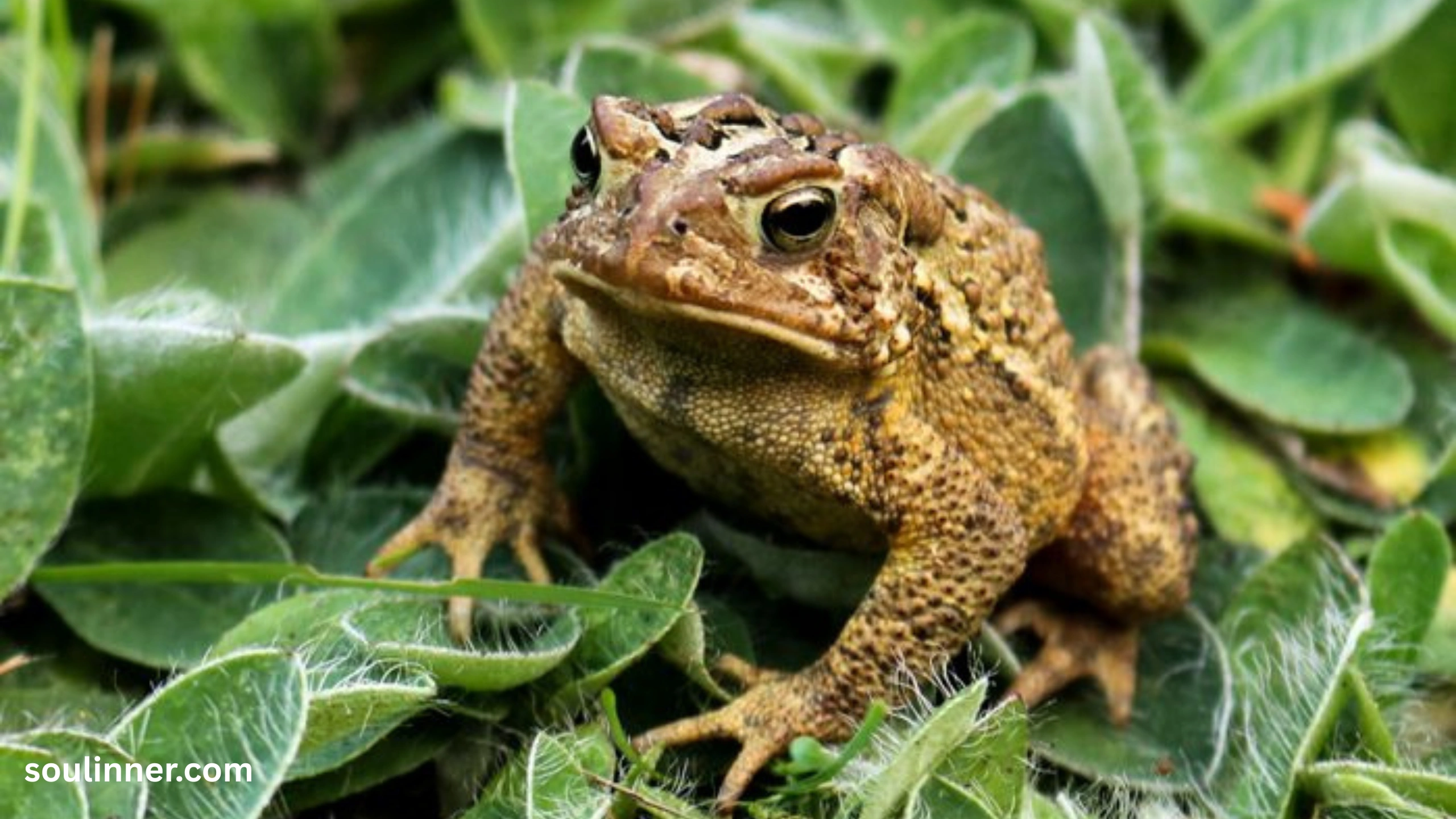 Toad Spiritual Meaning