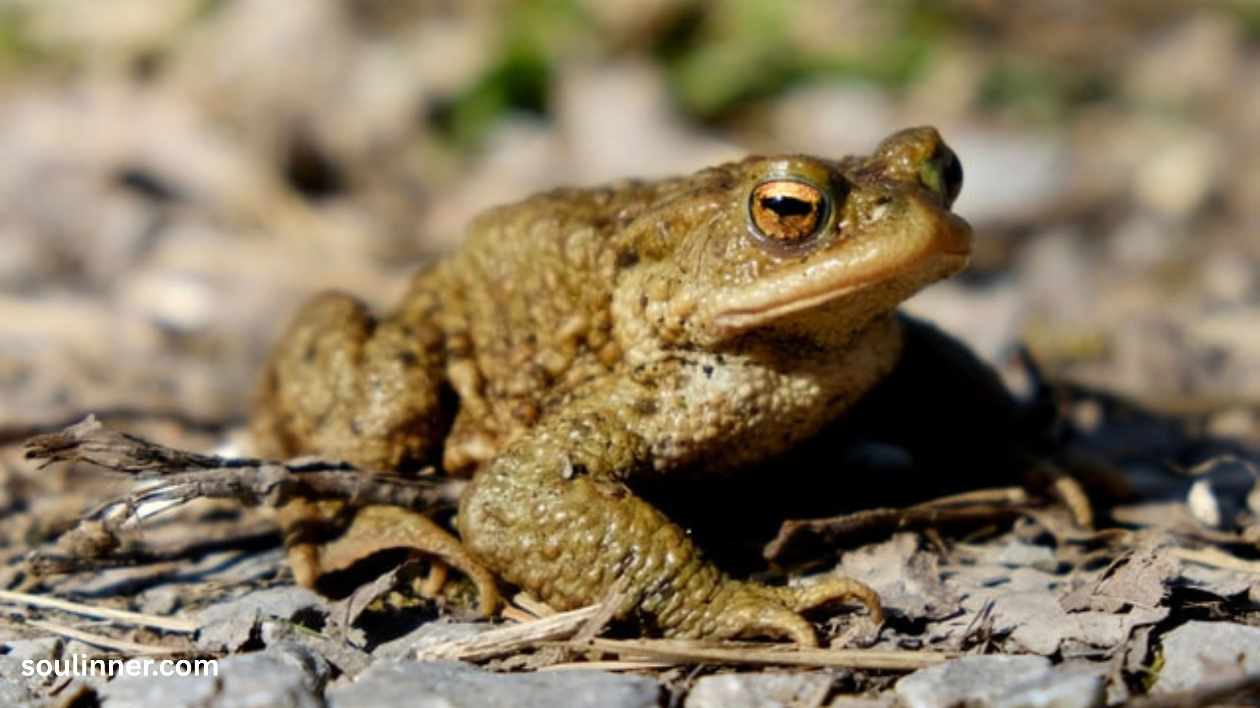 Toad Spiritual Meaning