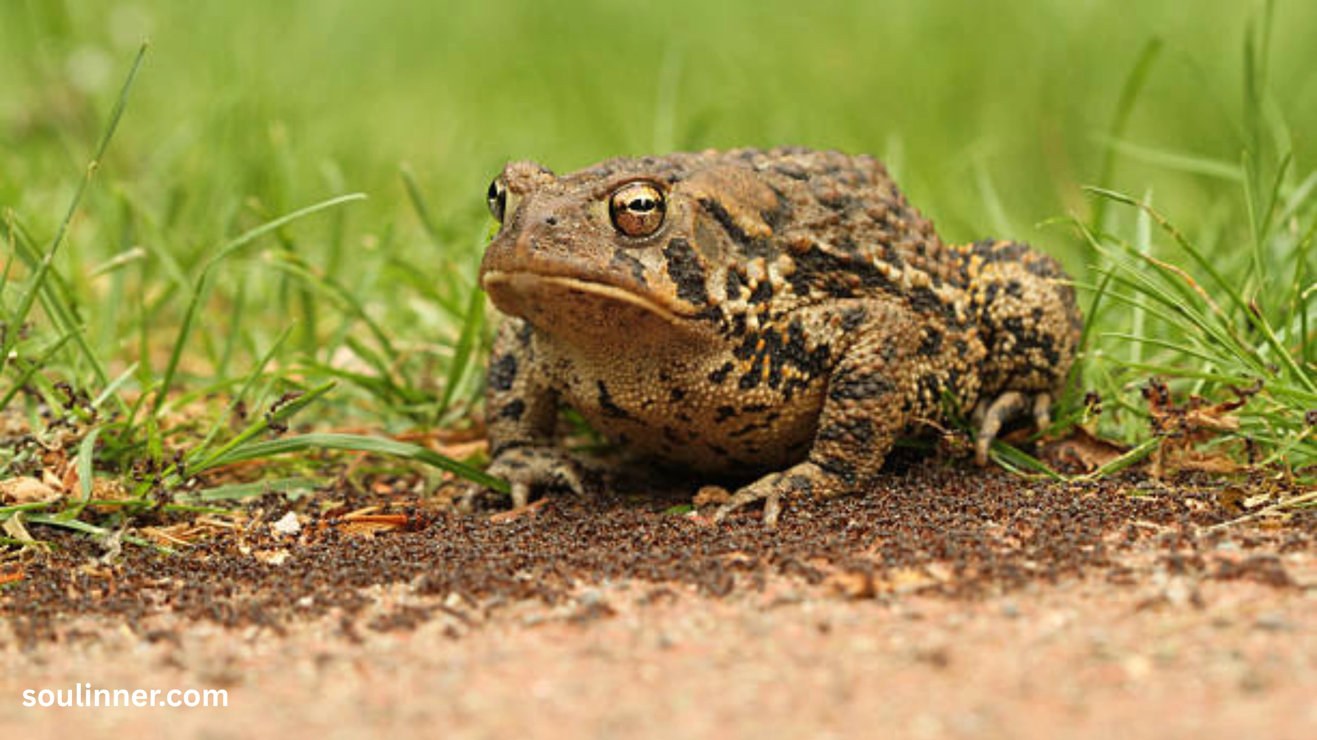 Toad Spiritual Meaning