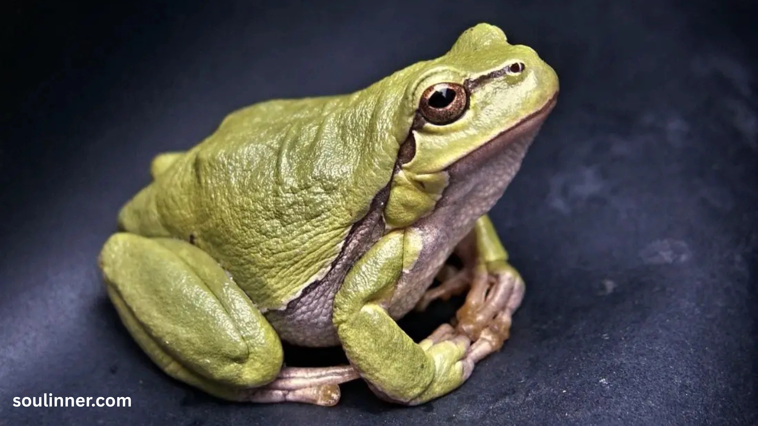 Toad Spiritual Meaning