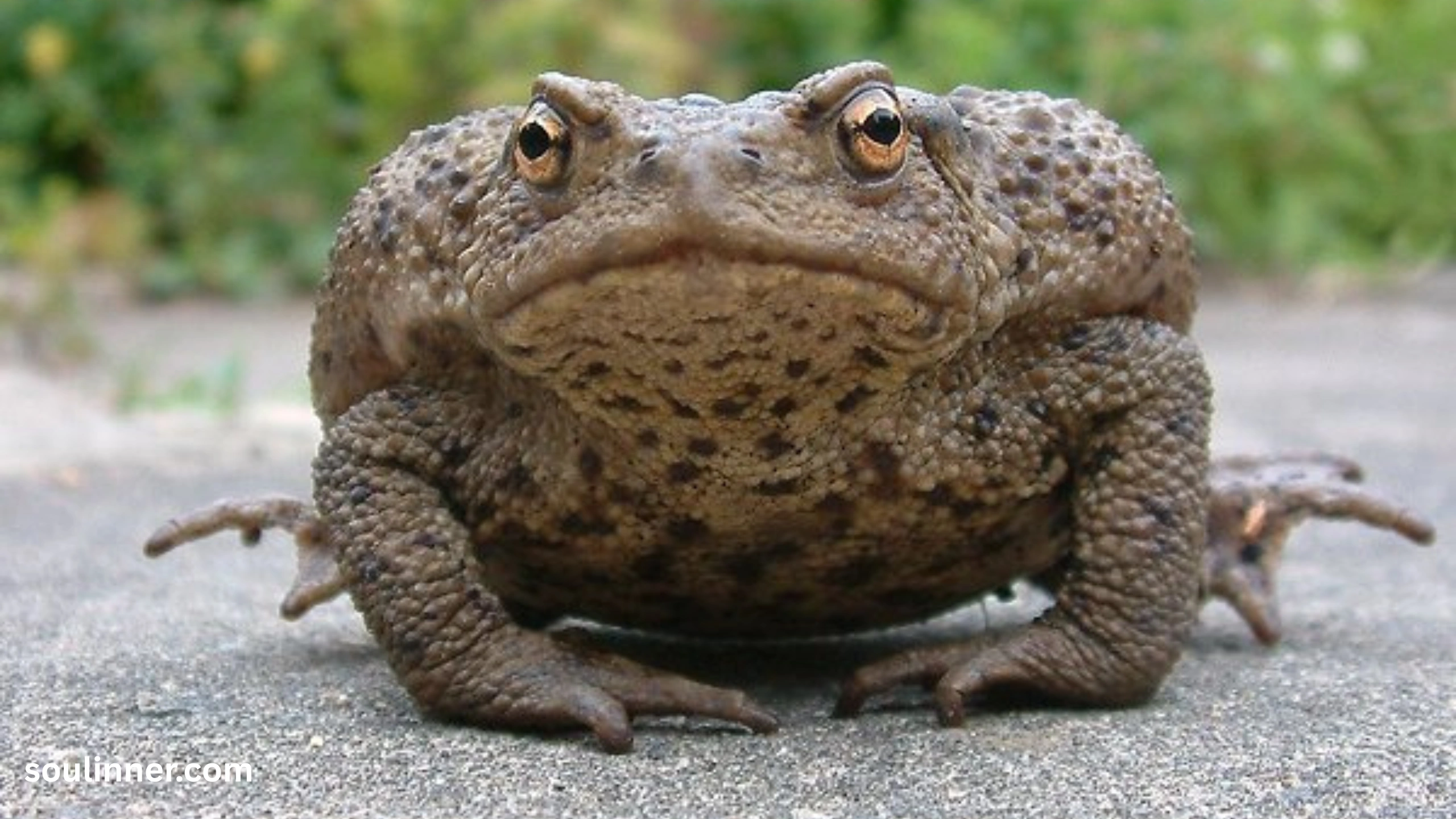 Toad Spiritual Meaning