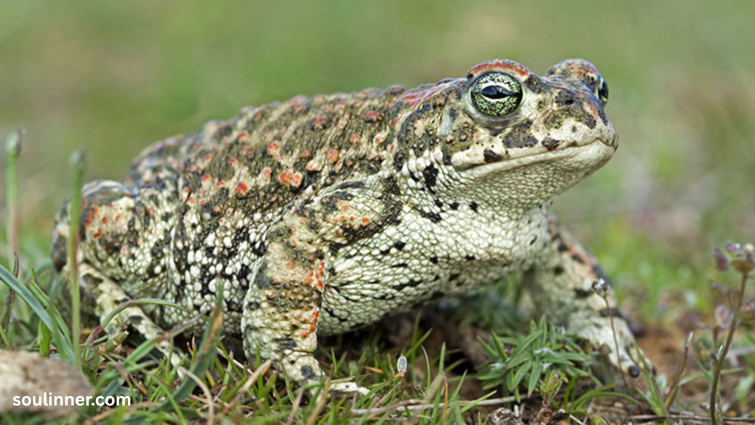 Toad Spiritual Meaning