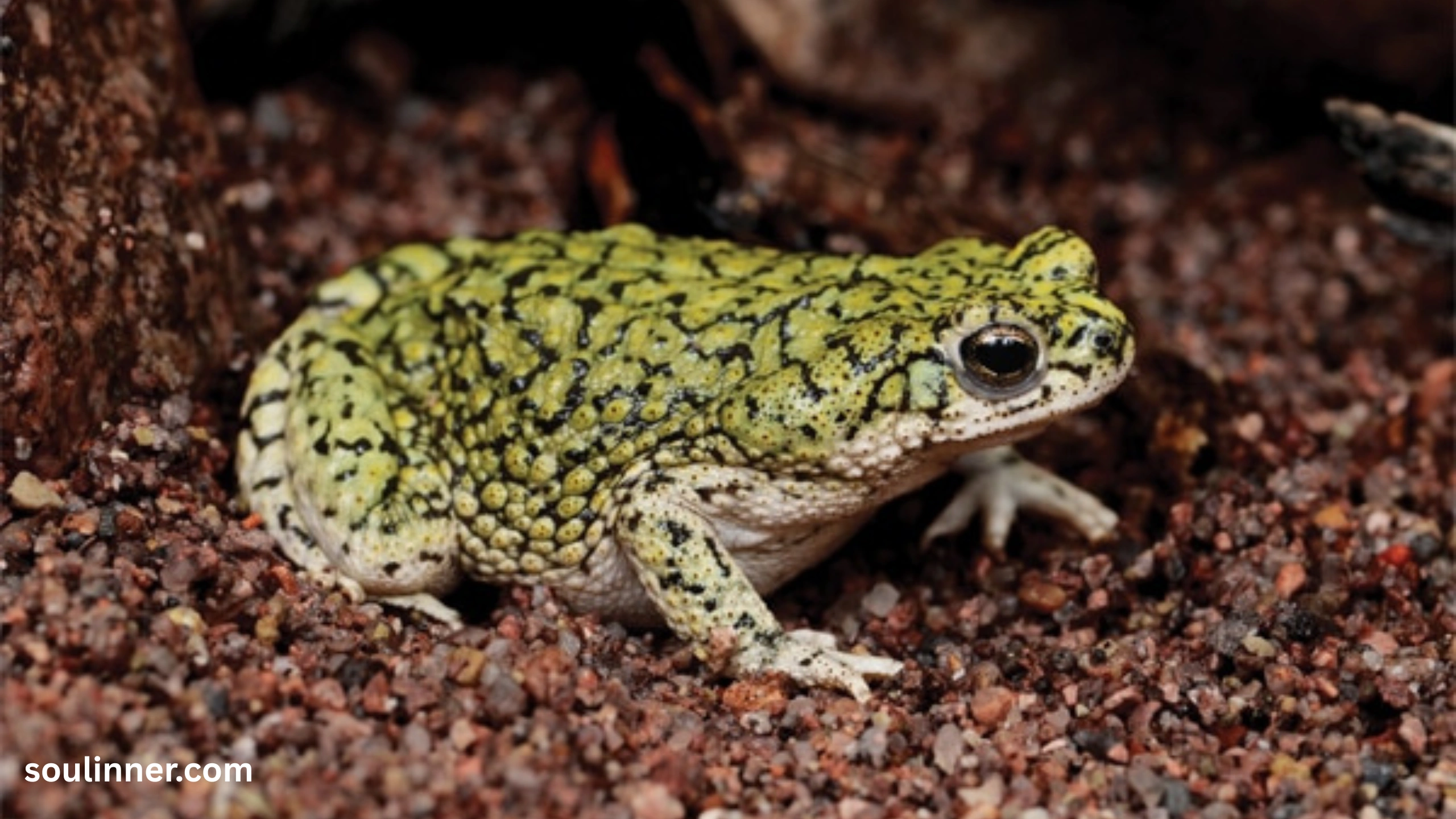 Toad Spiritual Meaning