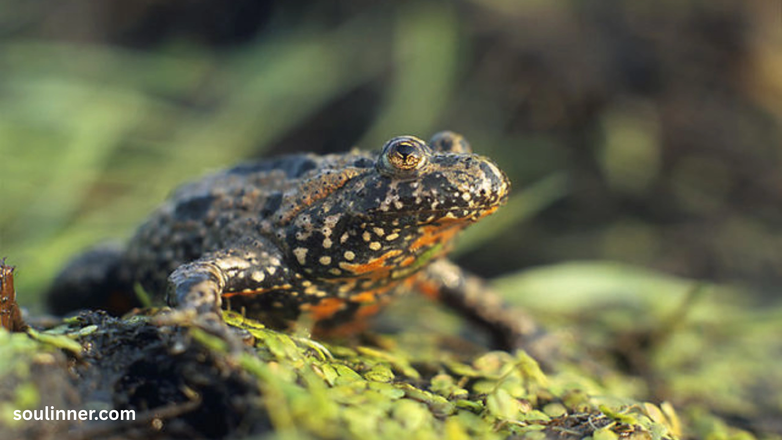 Toad Spiritual Meaning