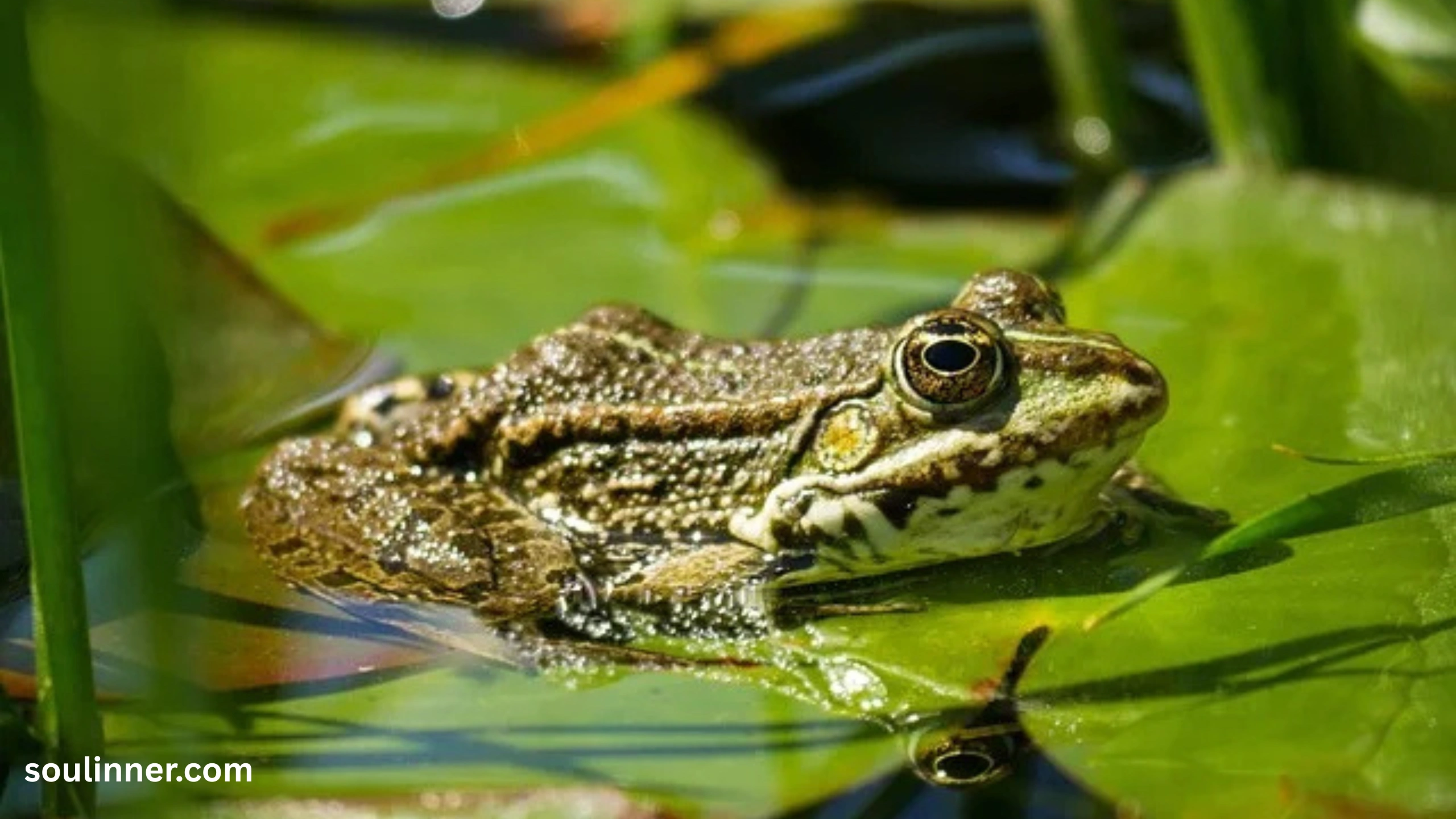 Toad Spiritual Meaning