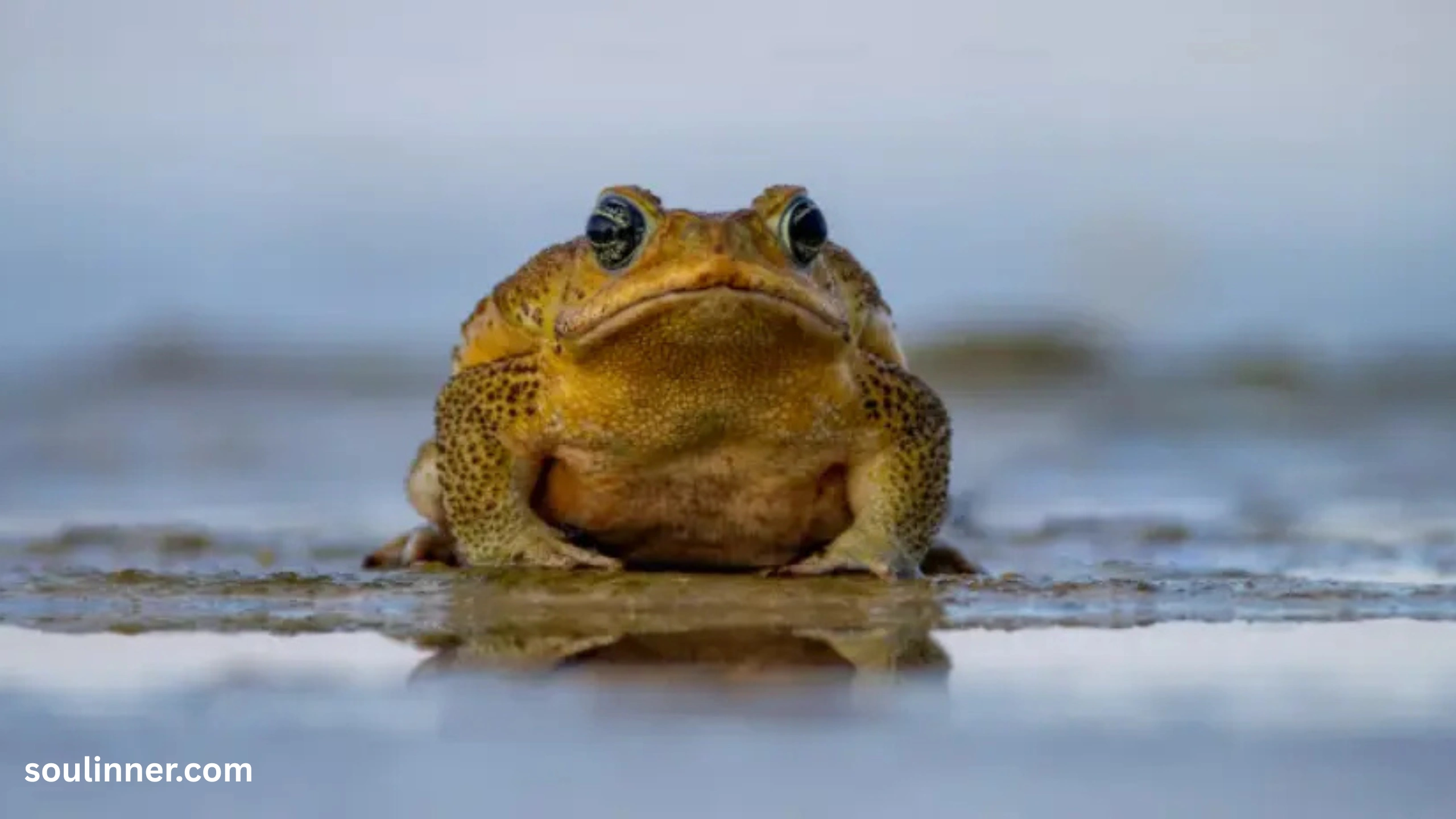 Toad Spiritual Meaning