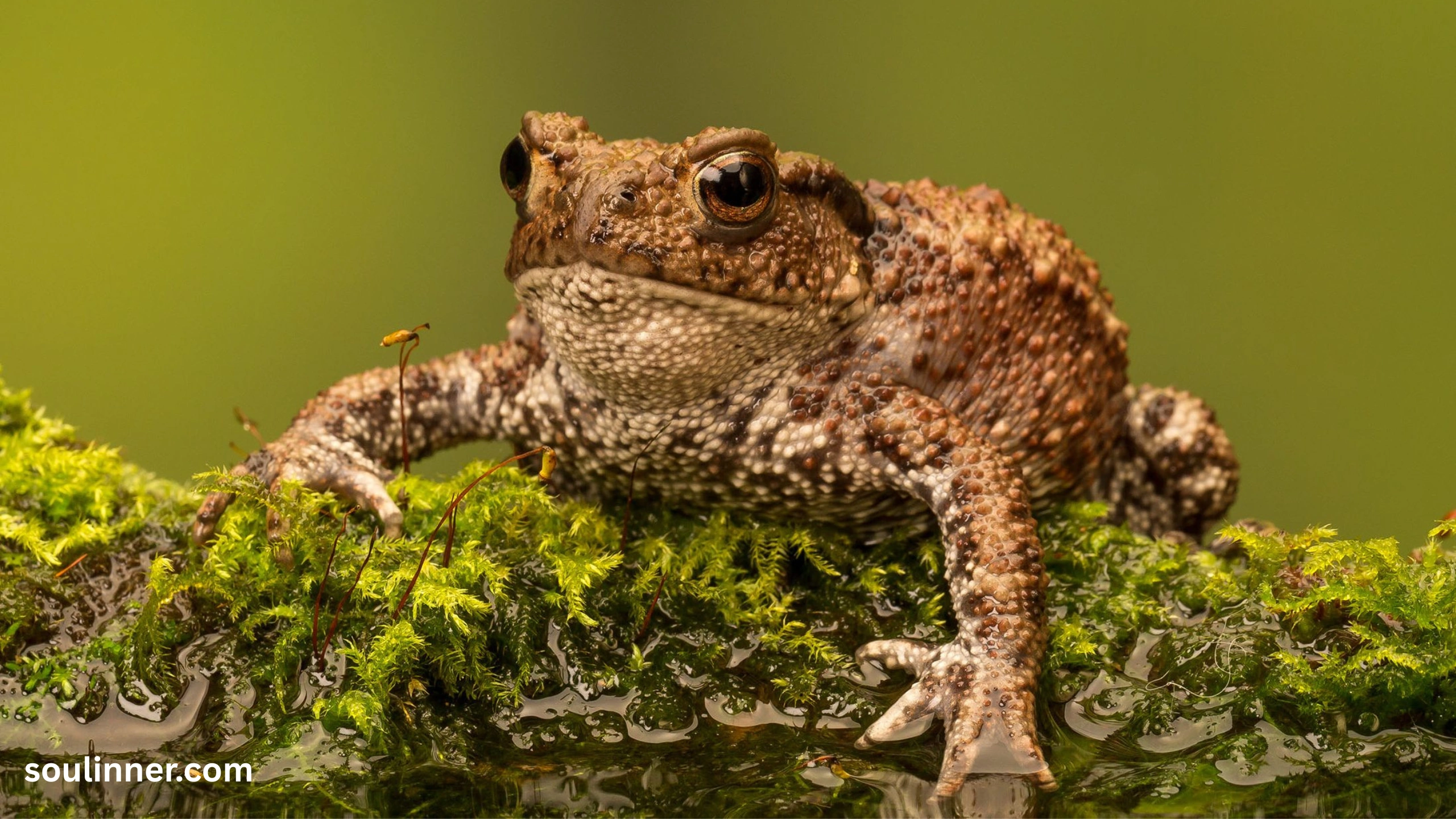 Toad Spiritual Meaning