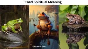 Toad Spiritual Meaning