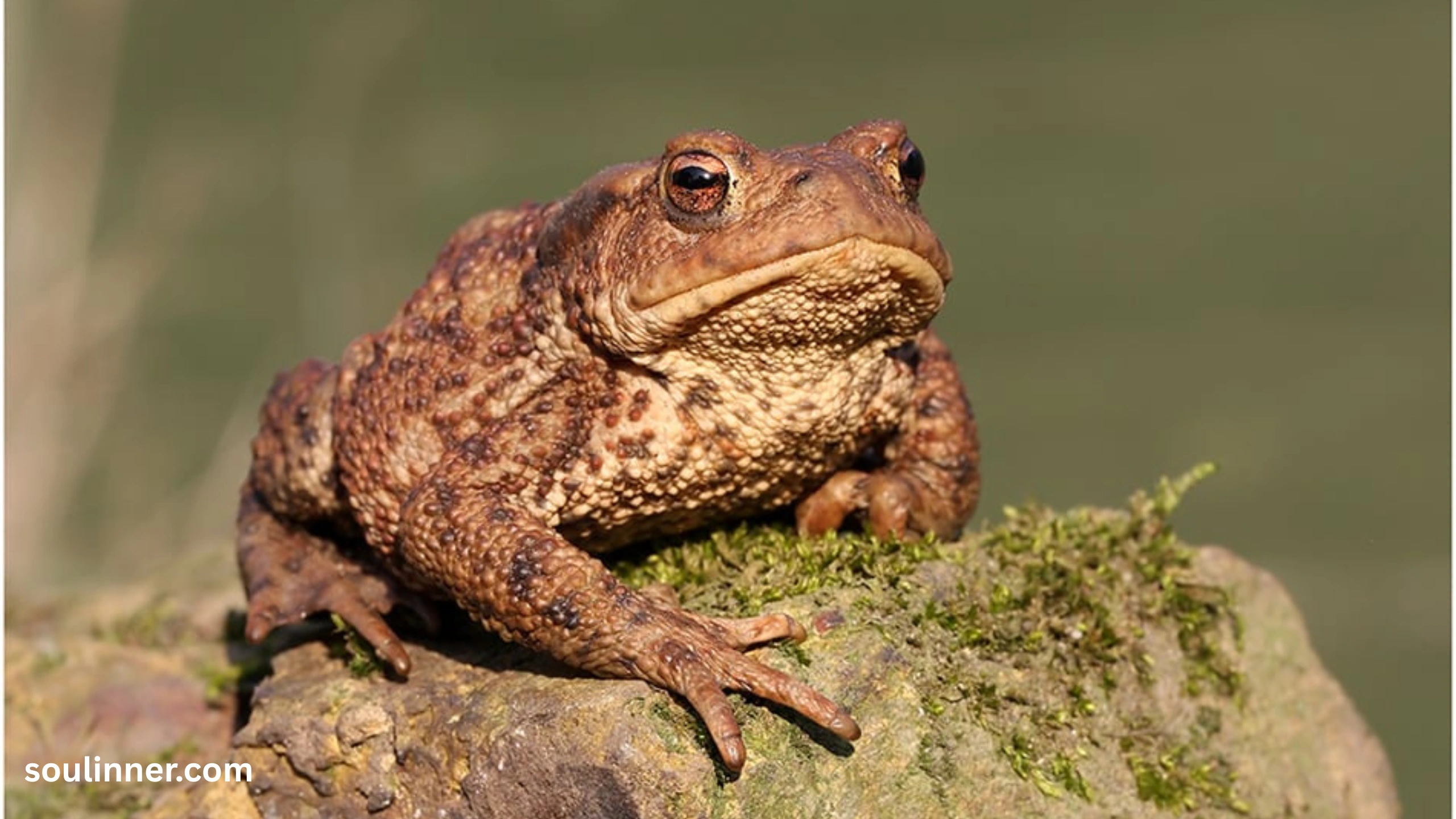 Toad Spiritual Meaning