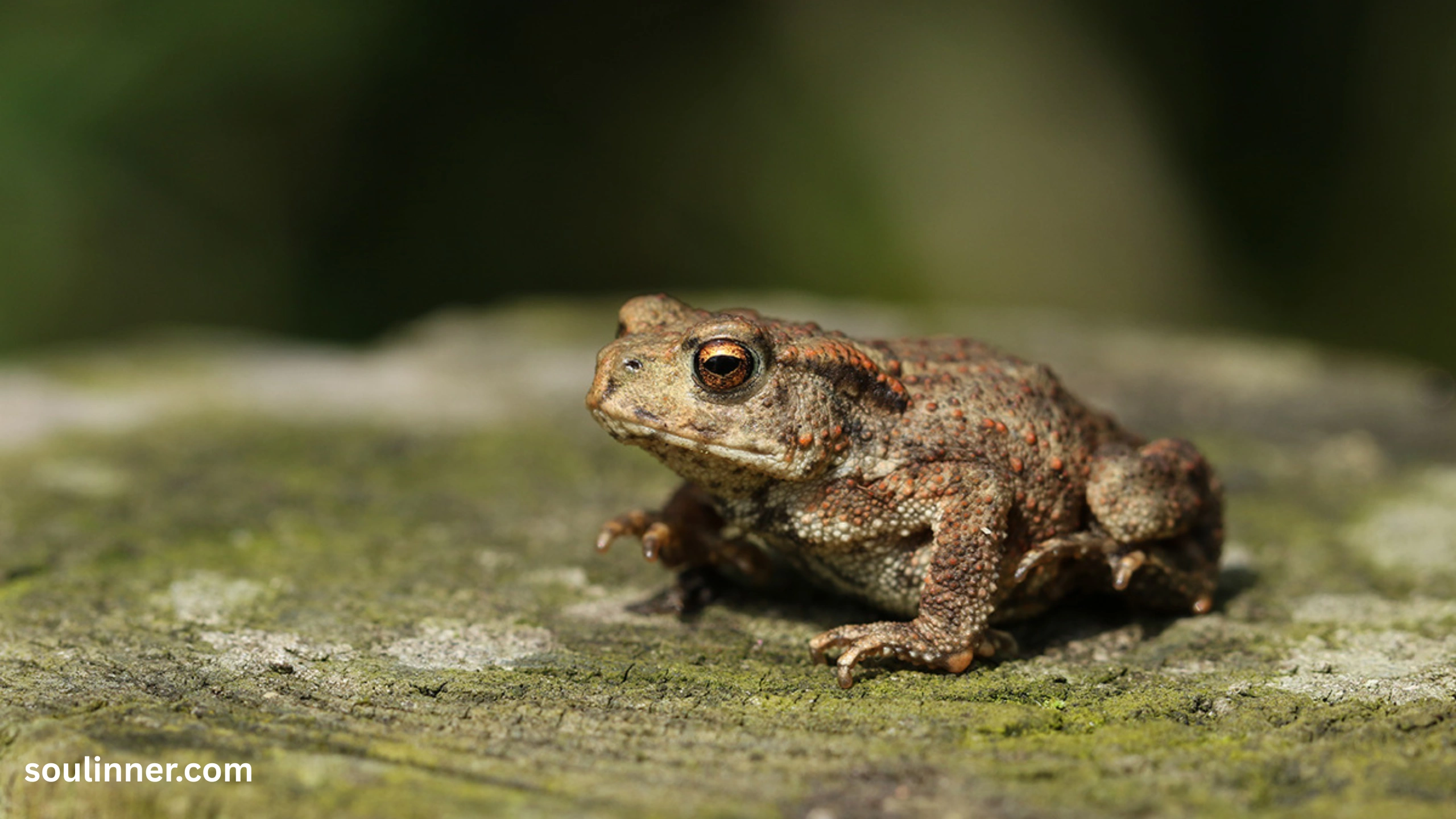 Toad Spiritual Meaning