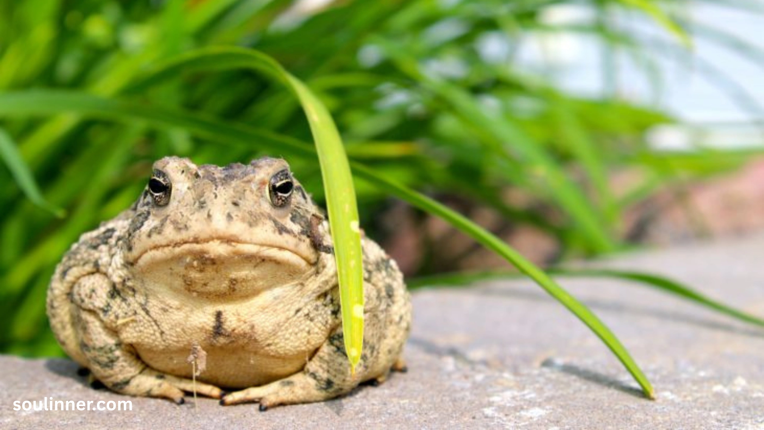 Toad Spiritual Meaning