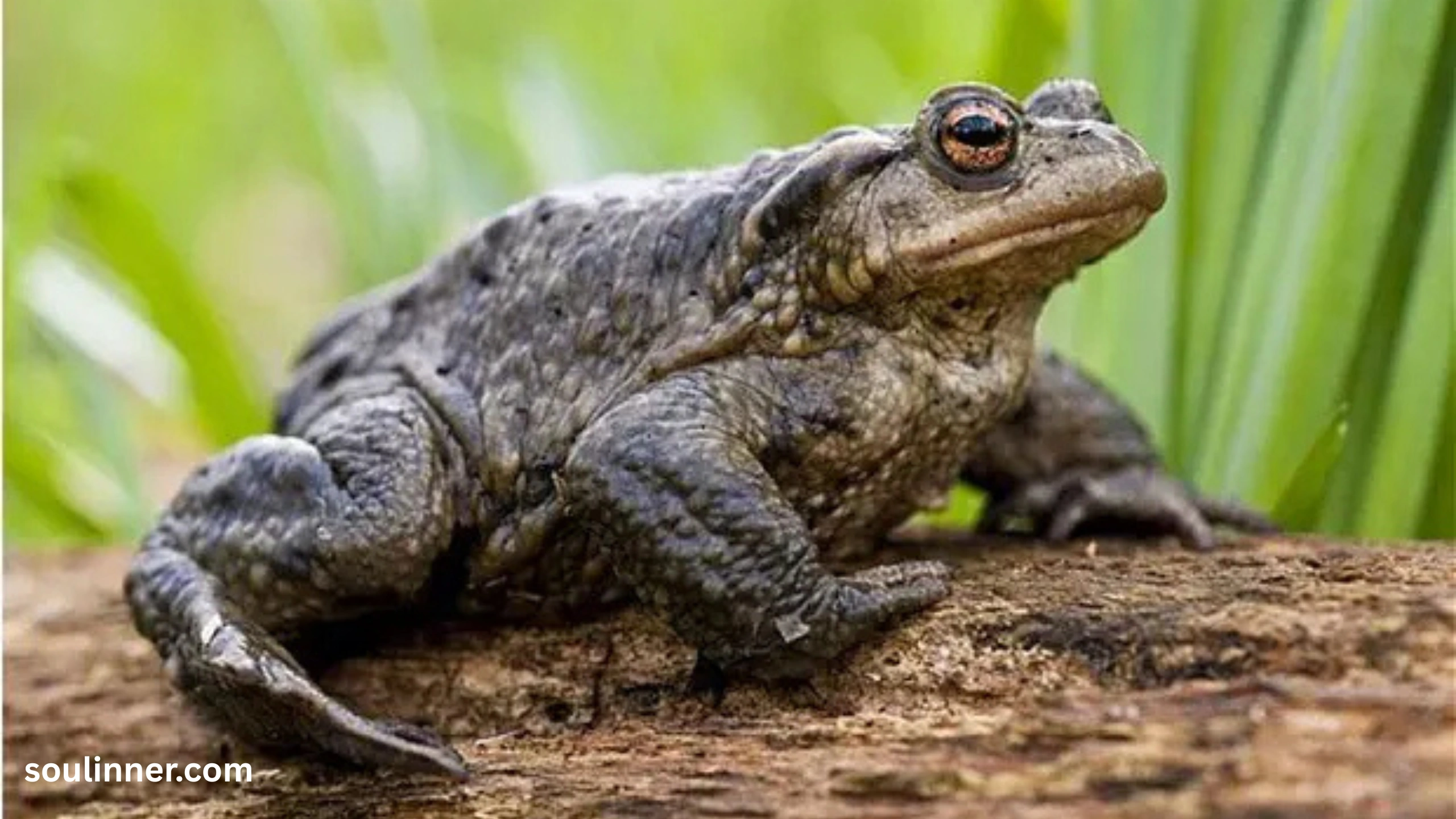 Toad Spiritual Meaning