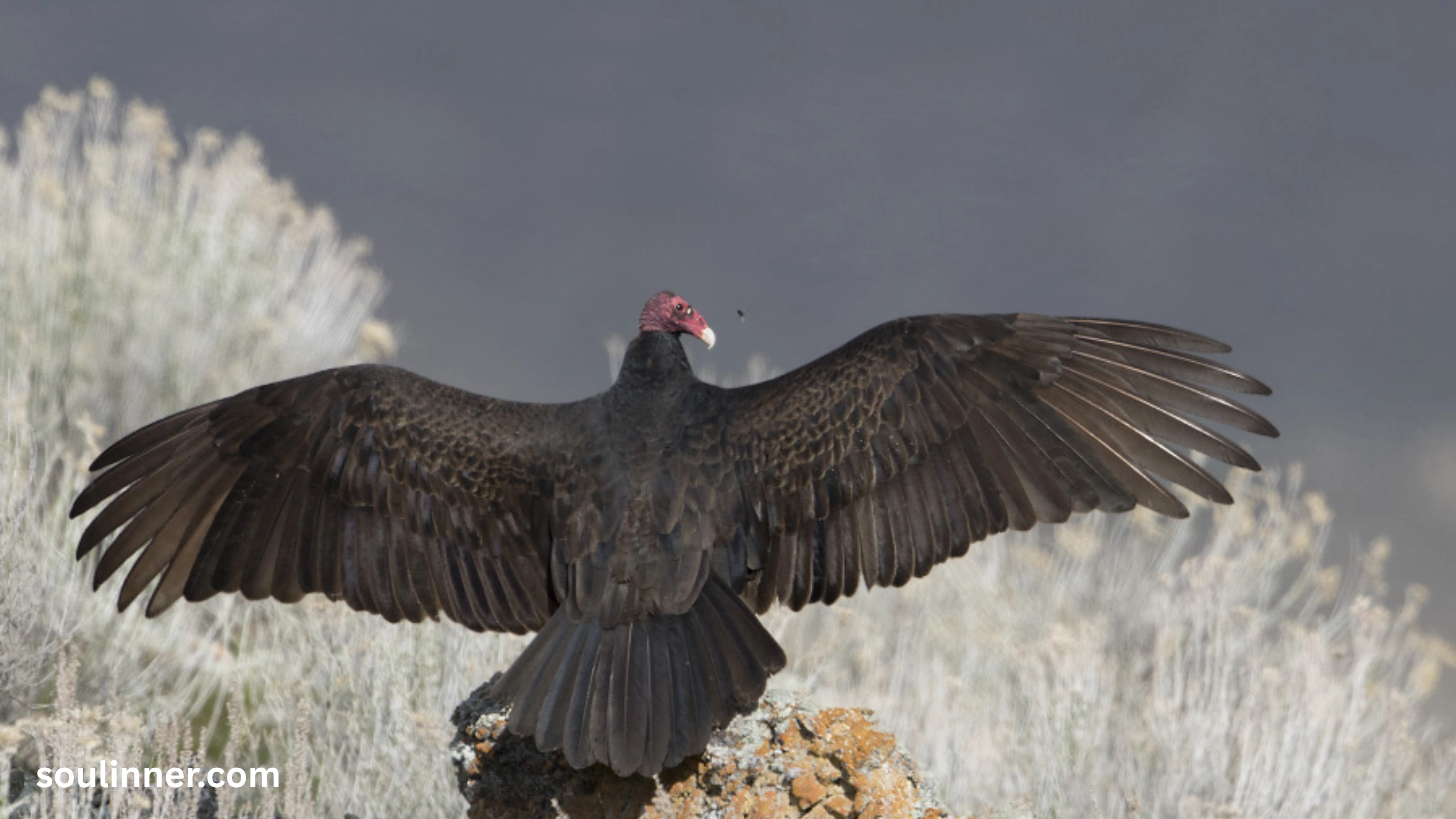 Vulture Spiritual Meaning