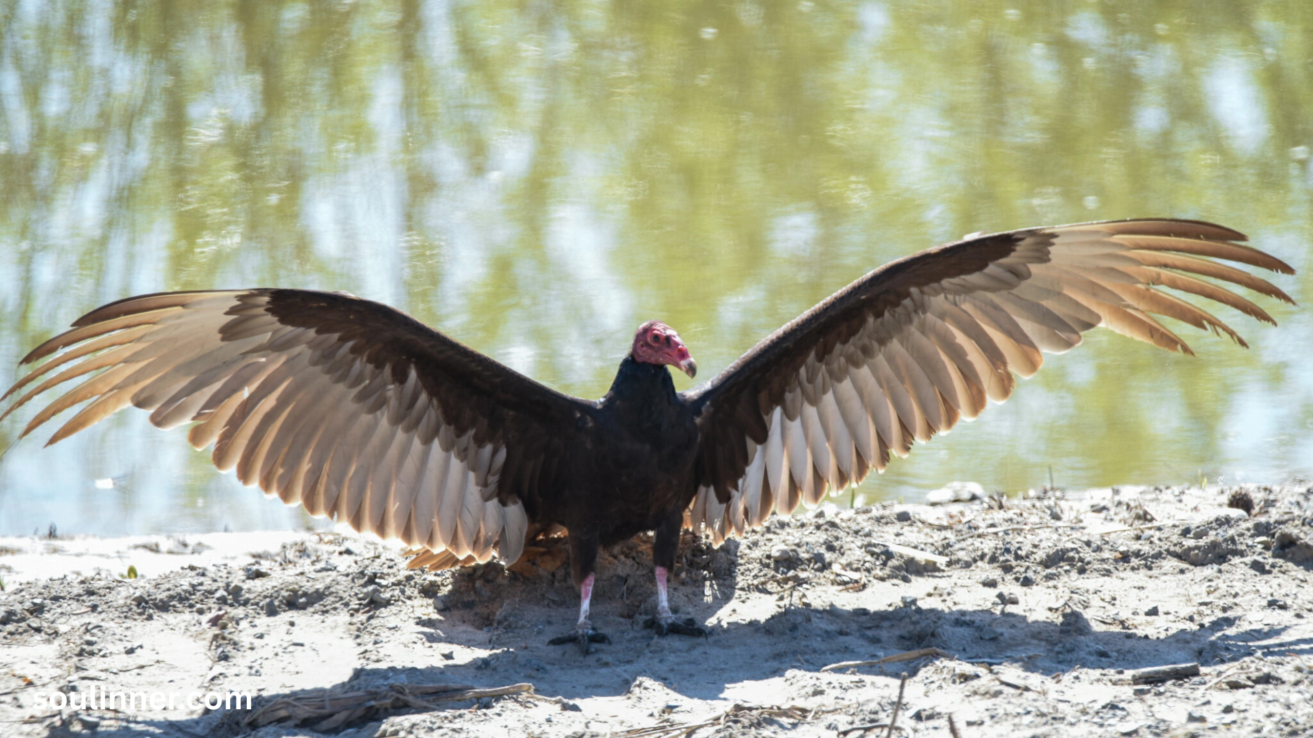 Vulture Spiritual Meaning