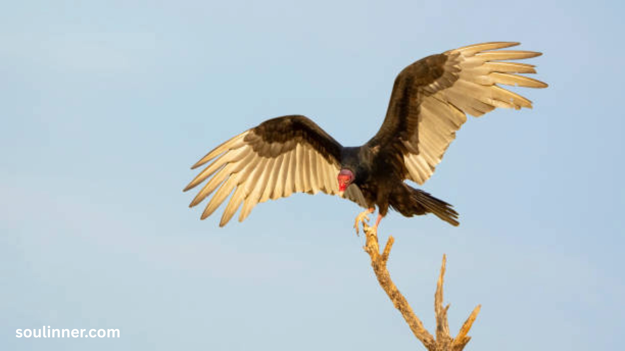 Vulture Spiritual Meaning