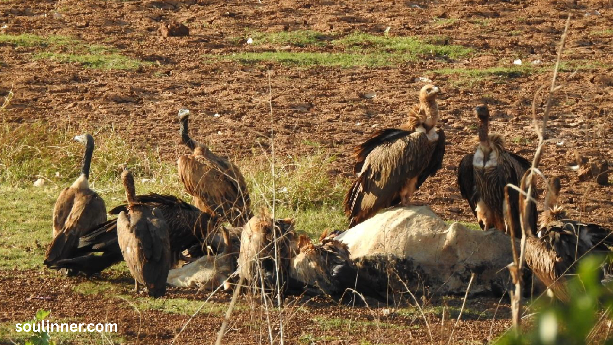 Vulture Spiritual Meaning