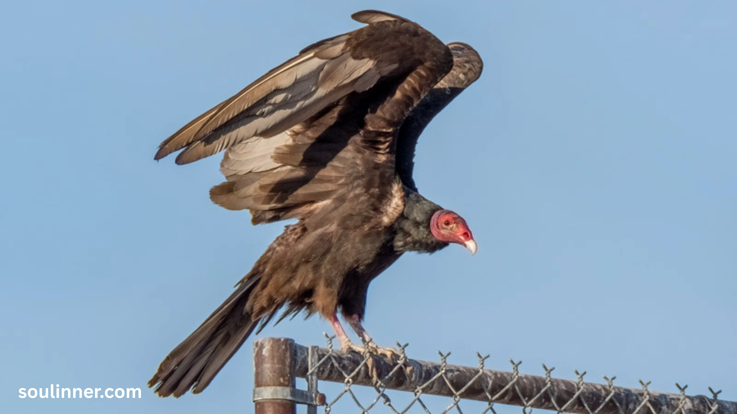 Vulture Spiritual Meaning