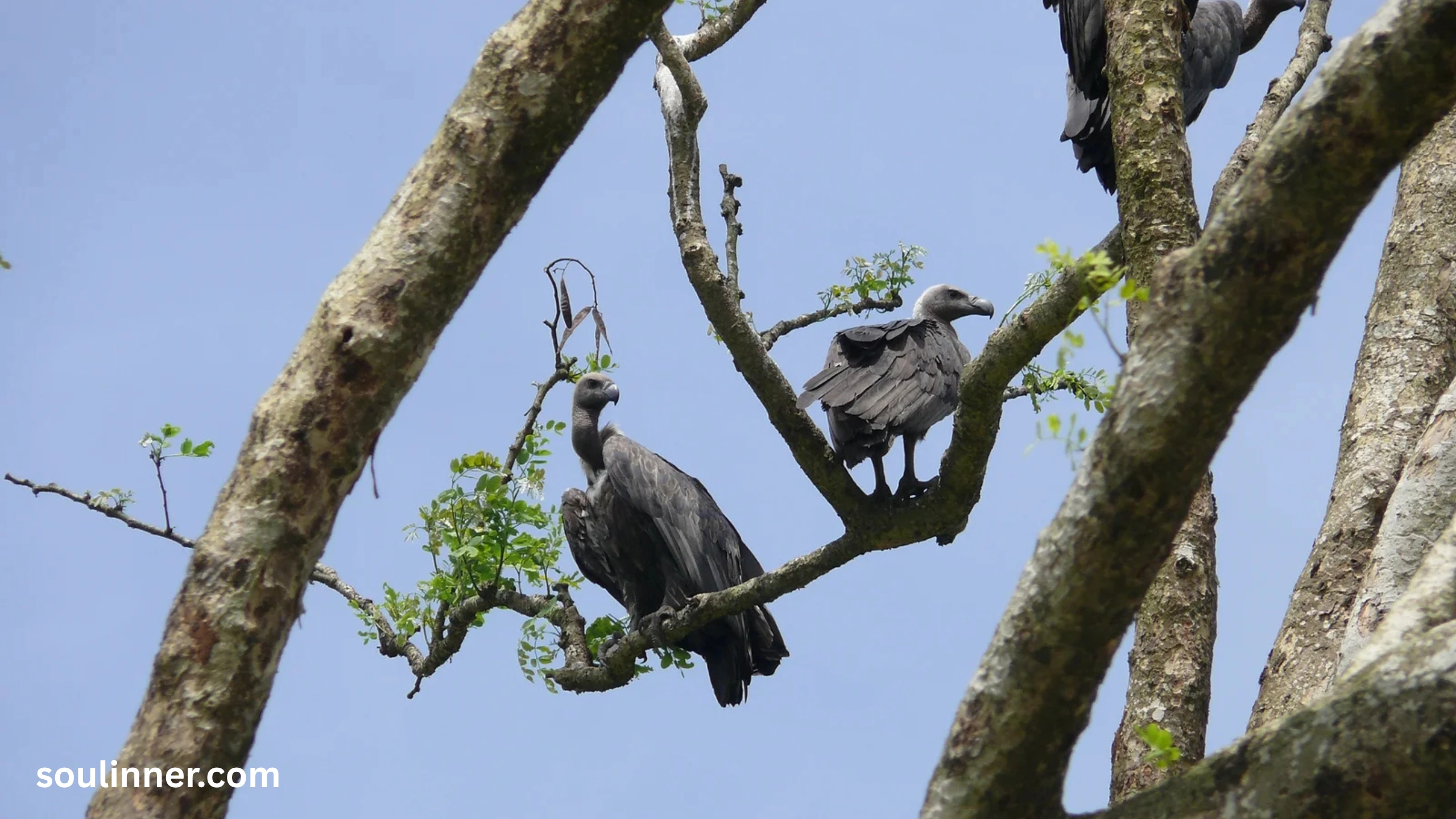 Vulture Spiritual Meaning
