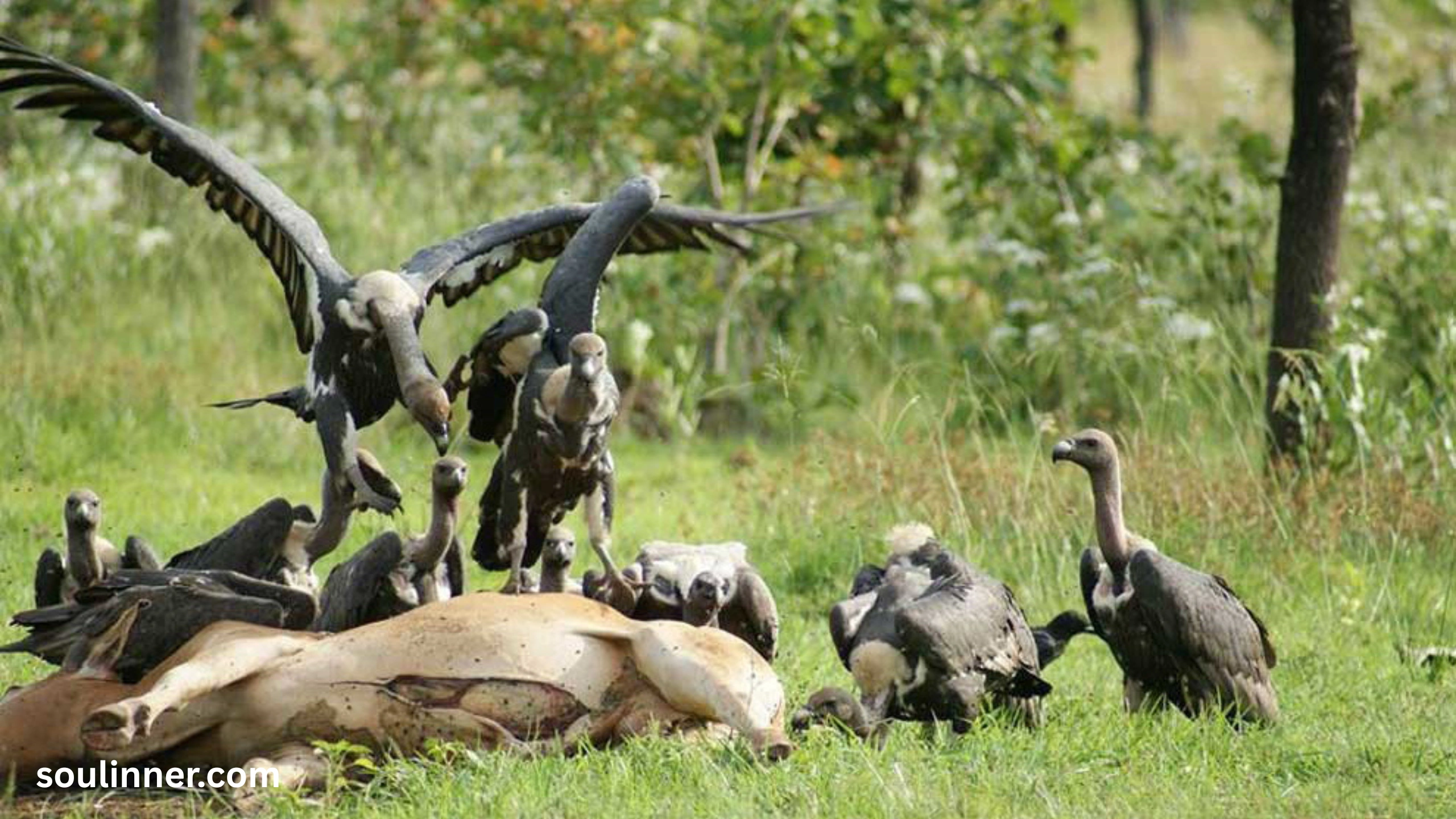 Vulture Spiritual Meaning