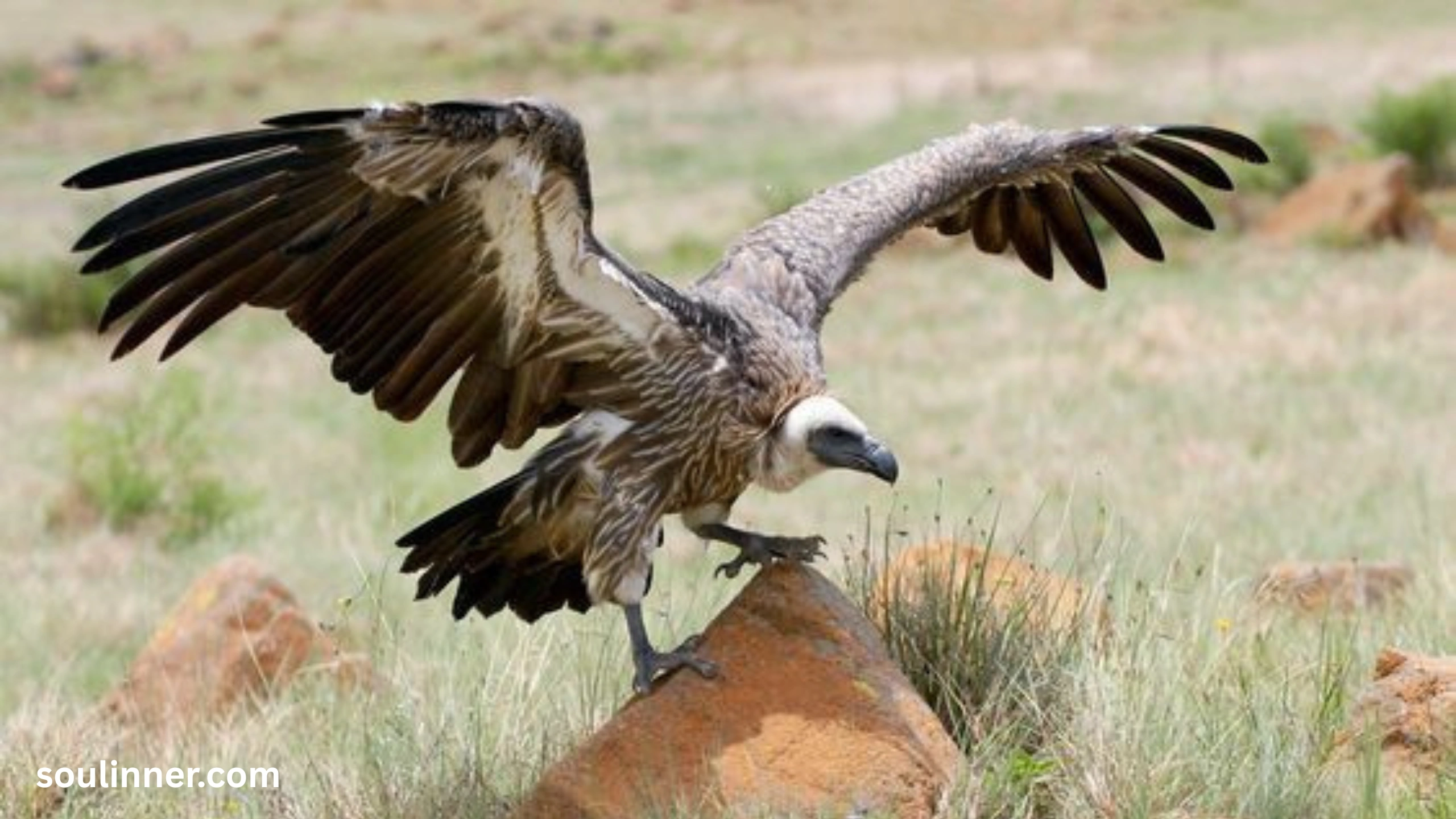 Vulture Spiritual Meaning