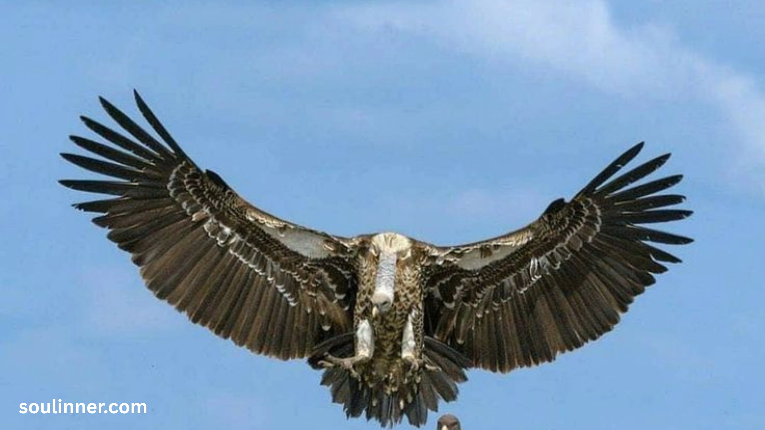 Vulture Spiritual Meaning