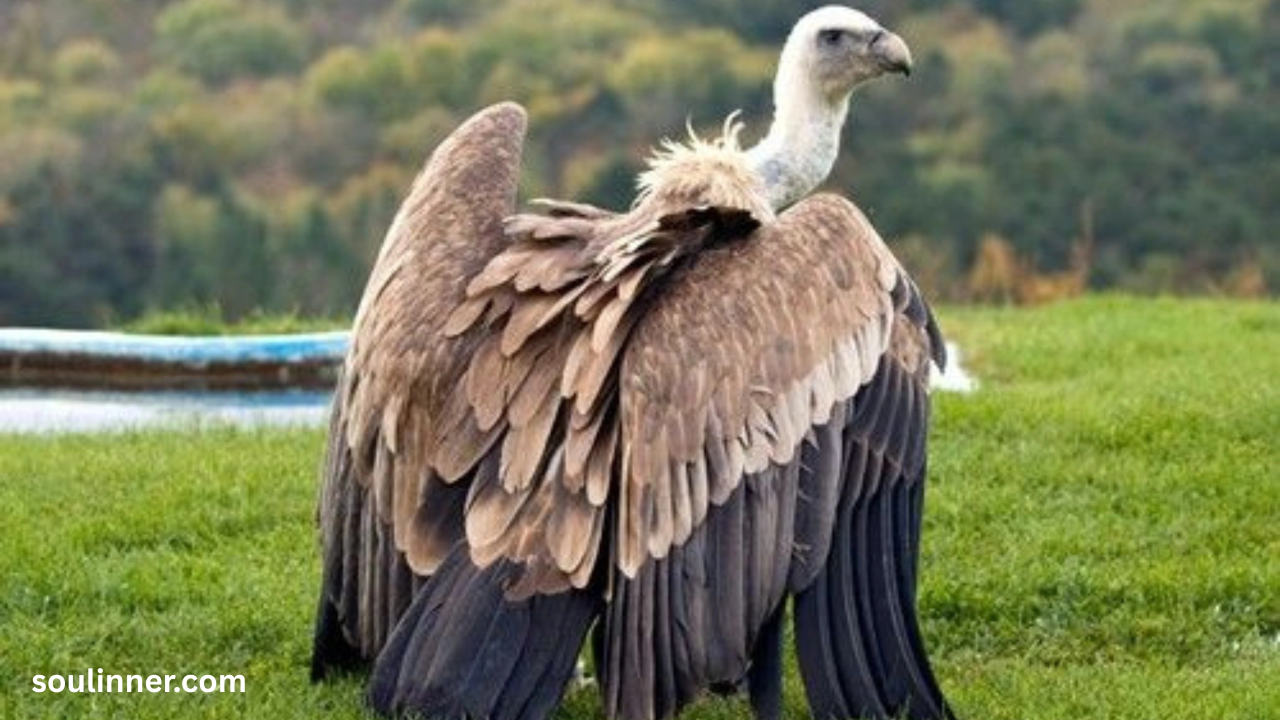 Vulture Spiritual Meaning