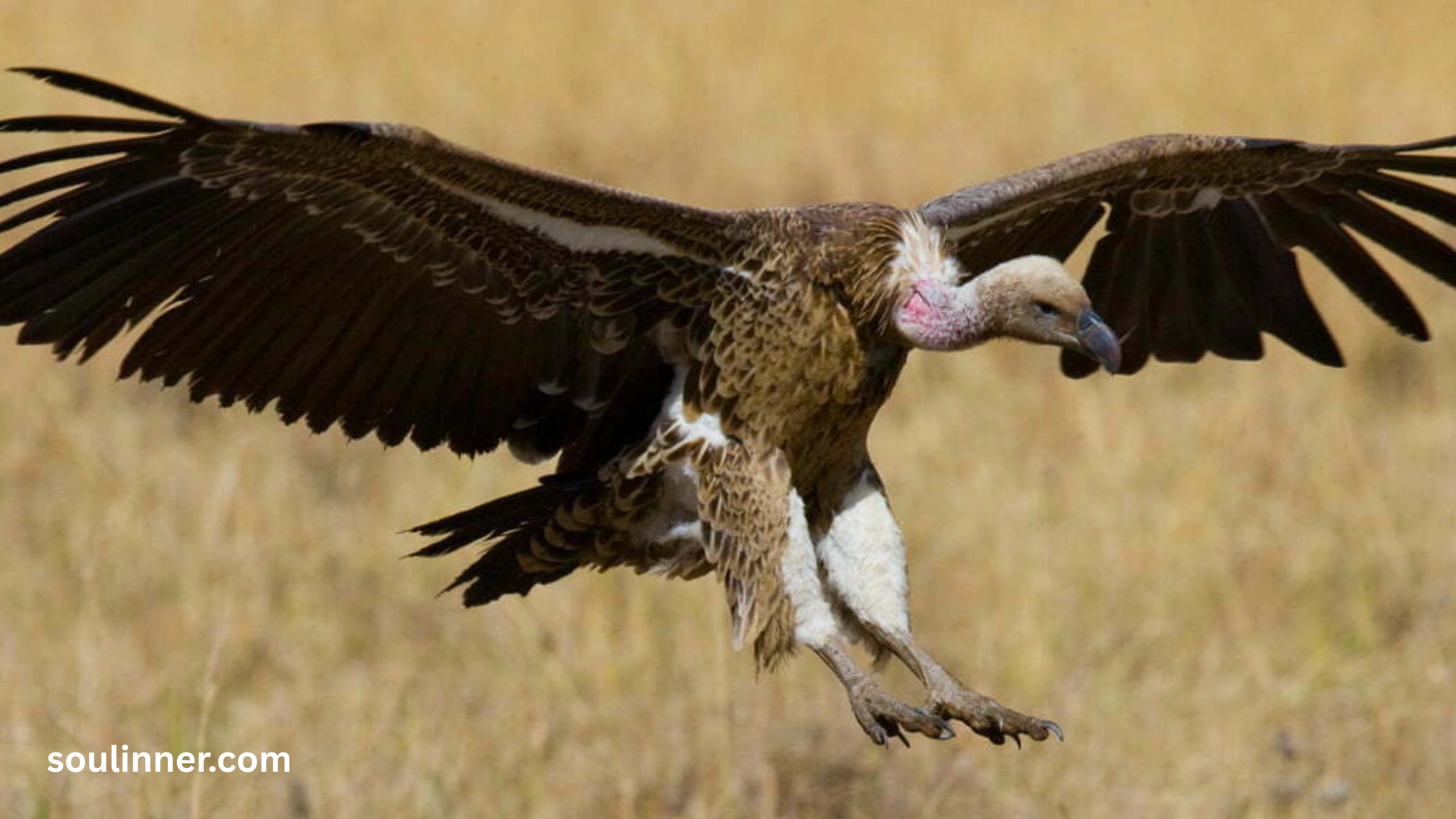 Vulture Spiritual Meaning