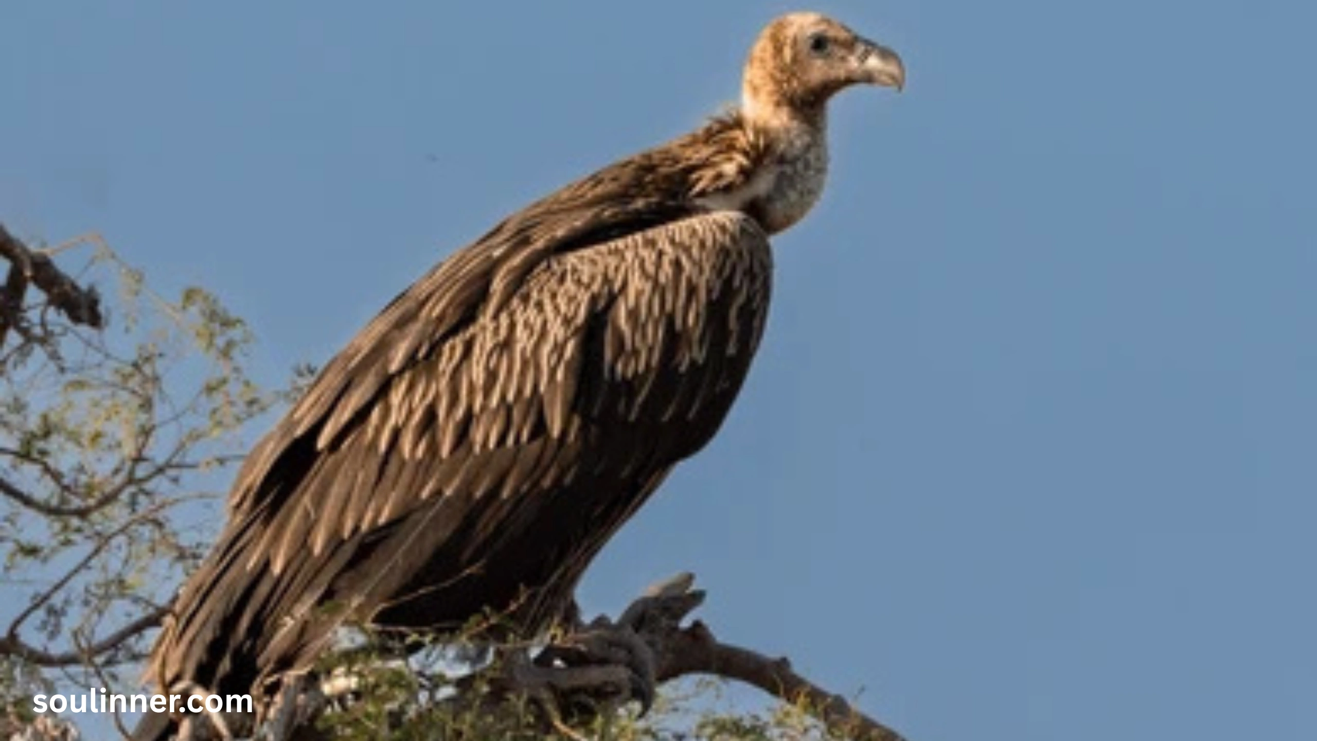 Vulture Spiritual Meaning