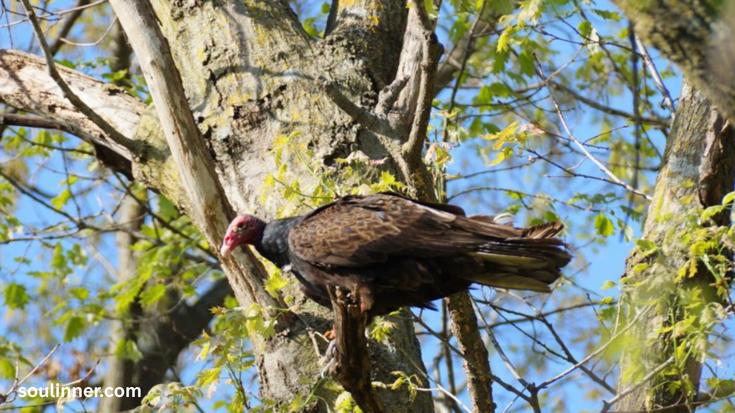Vulture Spiritual Meaning