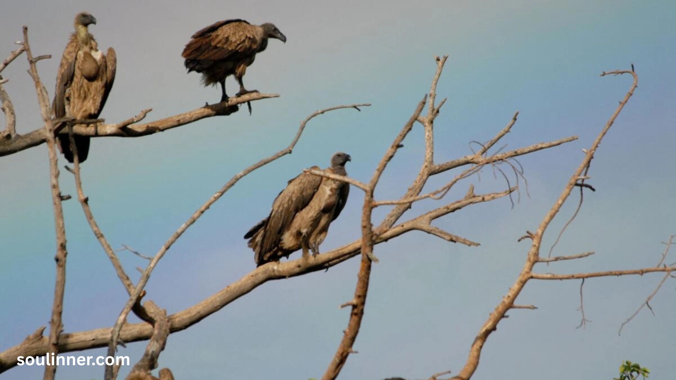 Vulture Spiritual Meaning