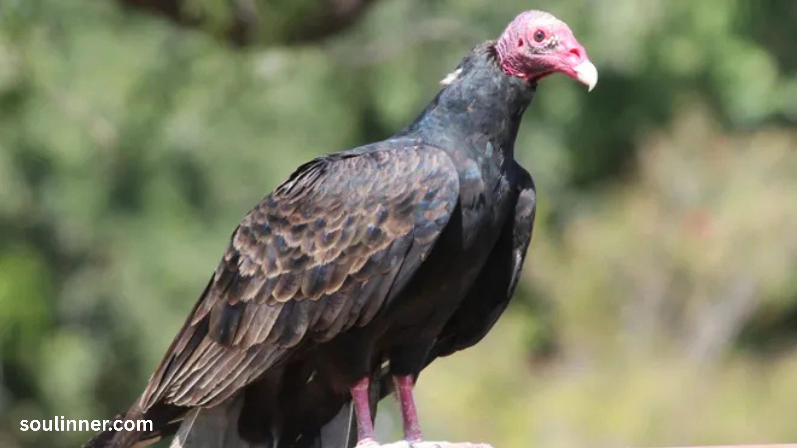 Vulture Spiritual Meaning