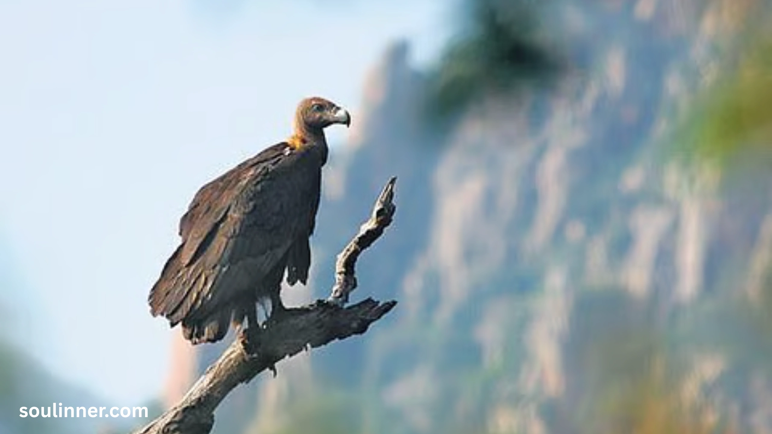 Vulture Spiritual Meaning
