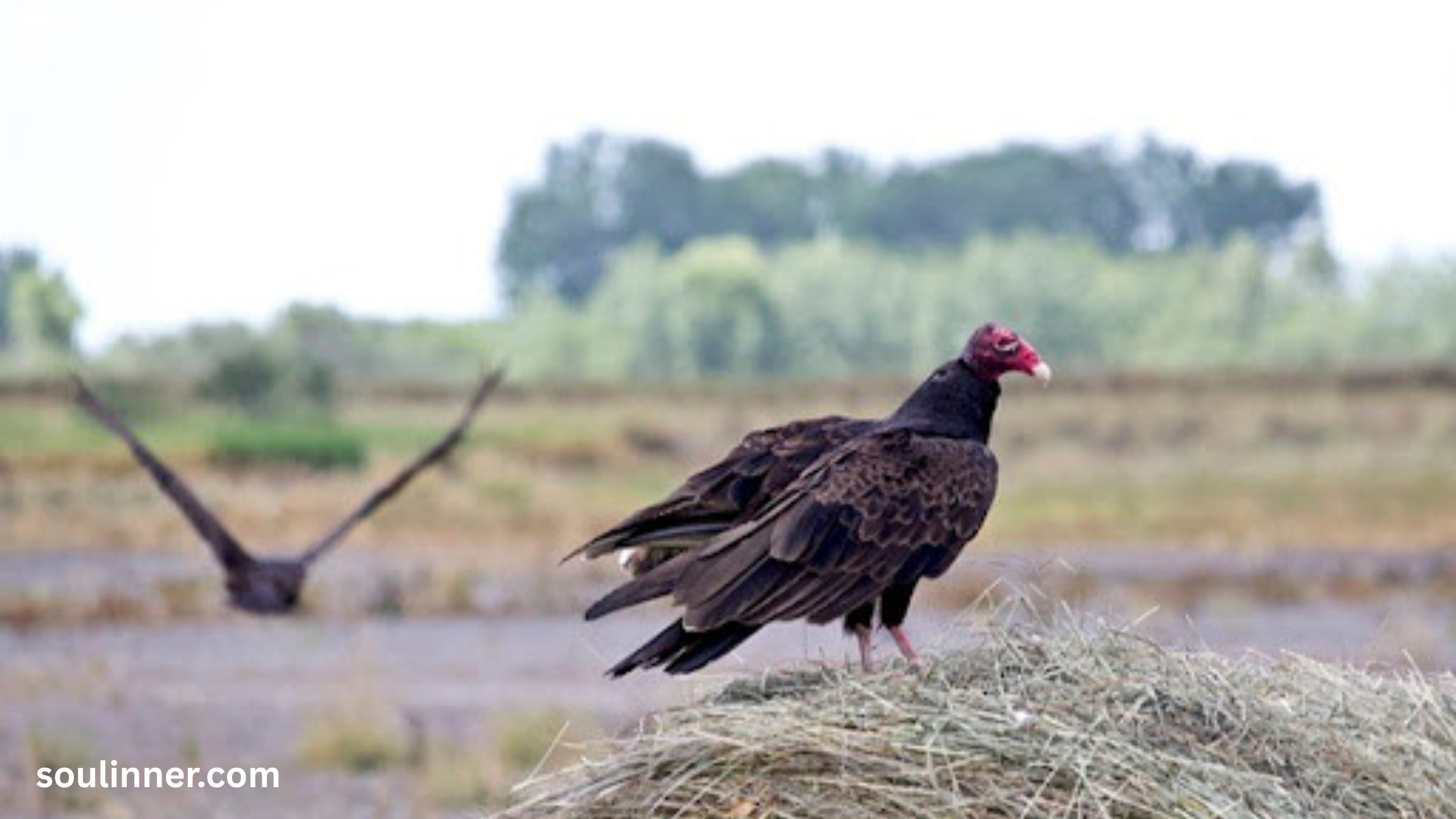 Vulture Spiritual Meaning