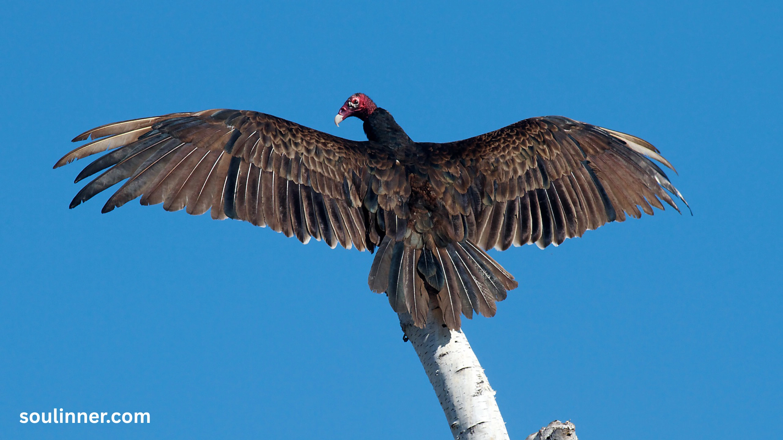 Vulture Spiritual Meaning