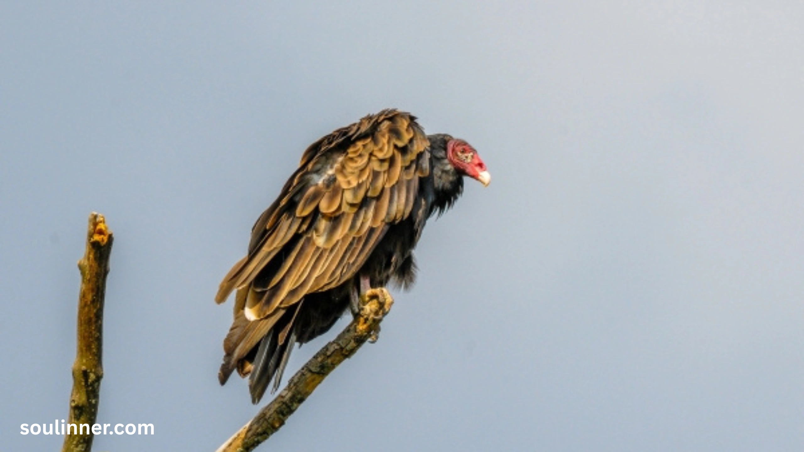 Vulture Spiritual Meaning