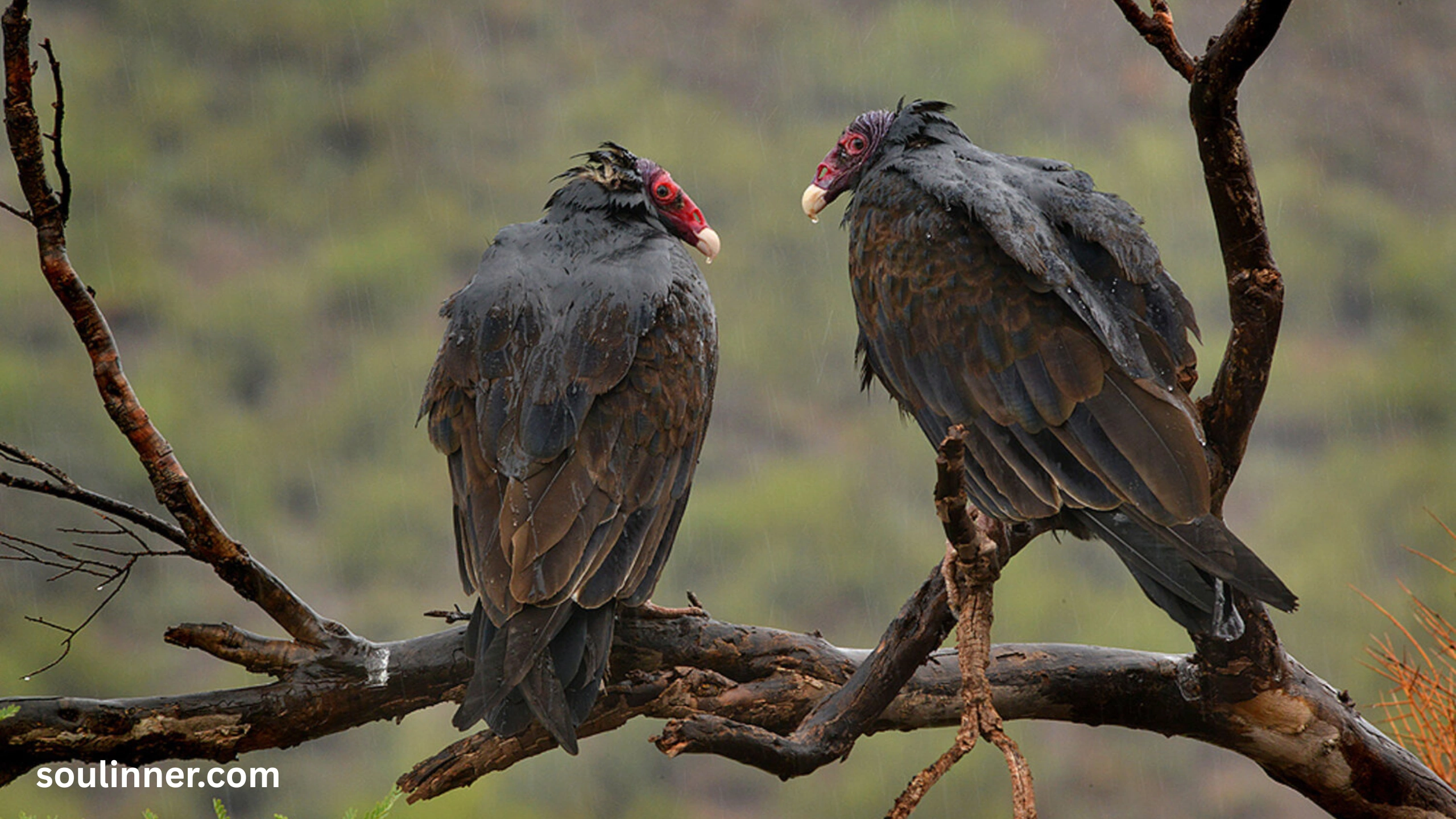 Vulture Spiritual Meaning