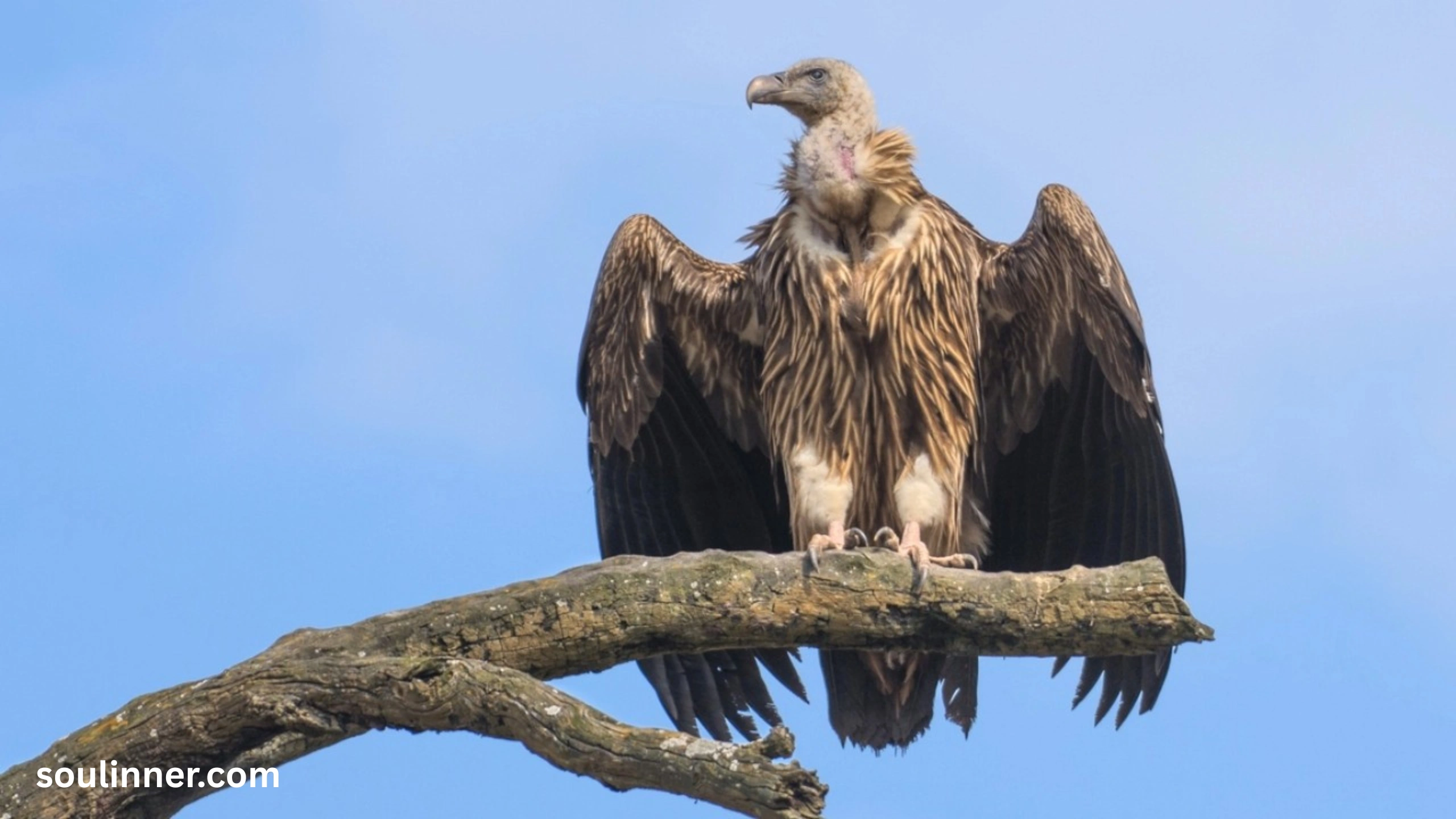 Vulture Spiritual Meaning