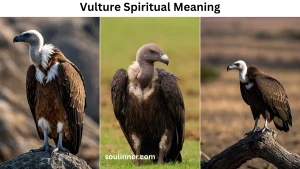 Vulture Spiritual Meaning