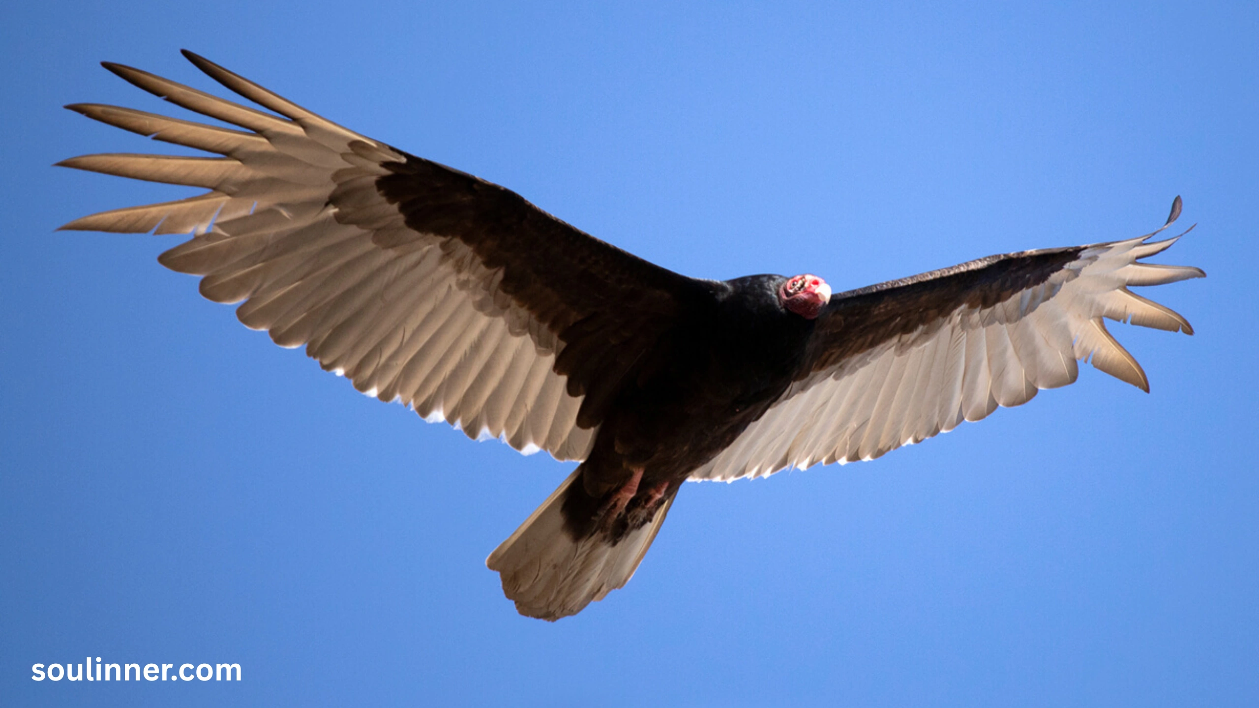 Vulture Spiritual Meaning