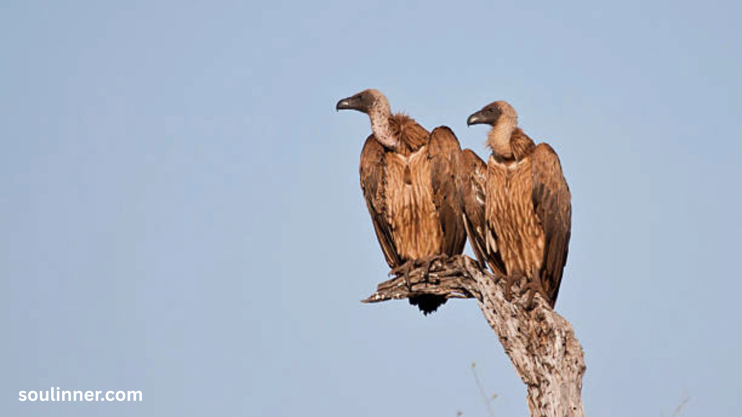 Vulture Spiritual Meaning