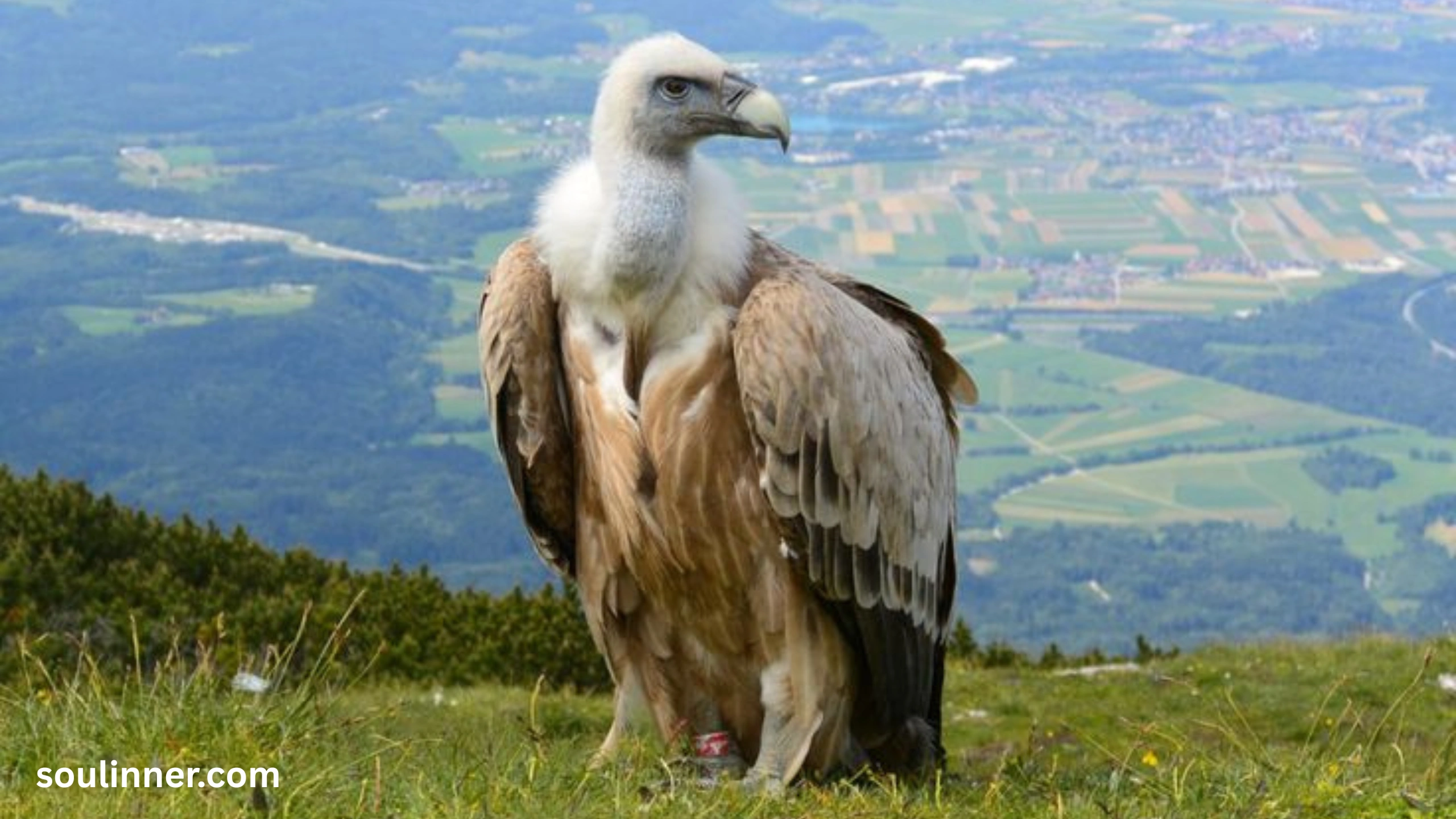 Vulture Spiritual Meaning