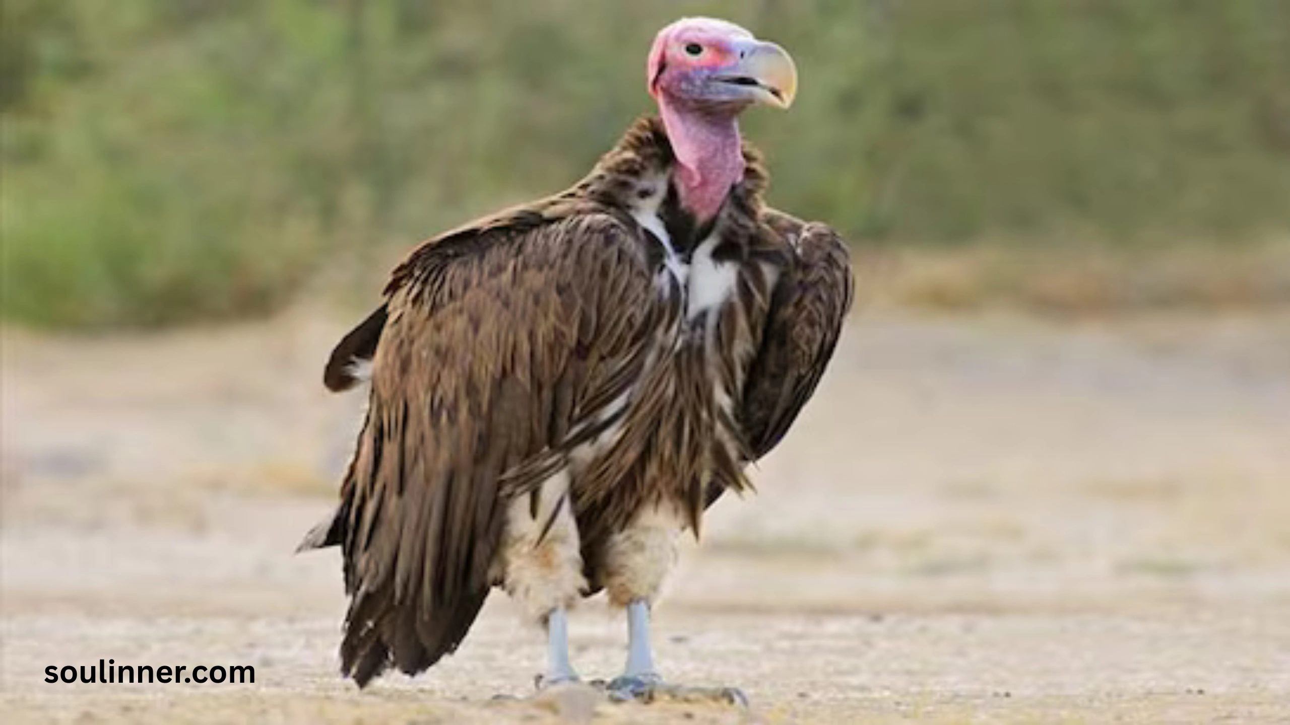 Vulture Spiritual Meaning