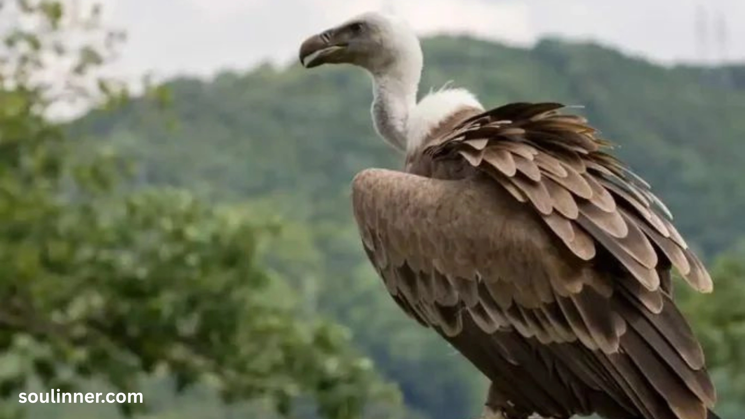 Vulture Spiritual Meaning