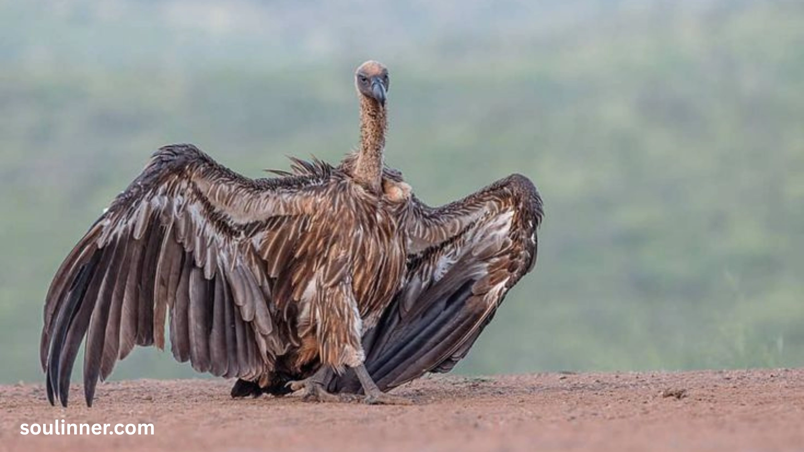 Vulture Spiritual Meaning